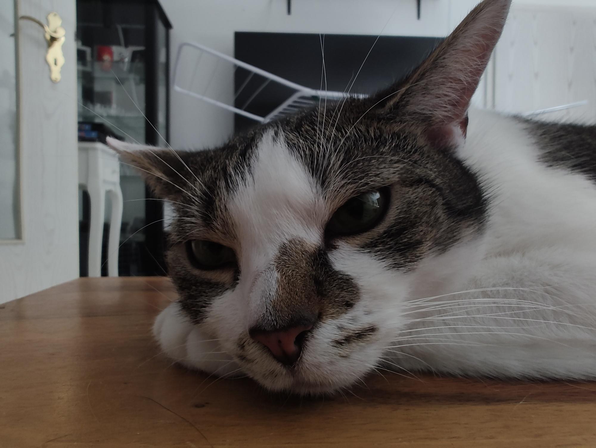Kater Sammy liegt mit halb geschlossenen Augen auf einem Holztisch im Wohnzimmer