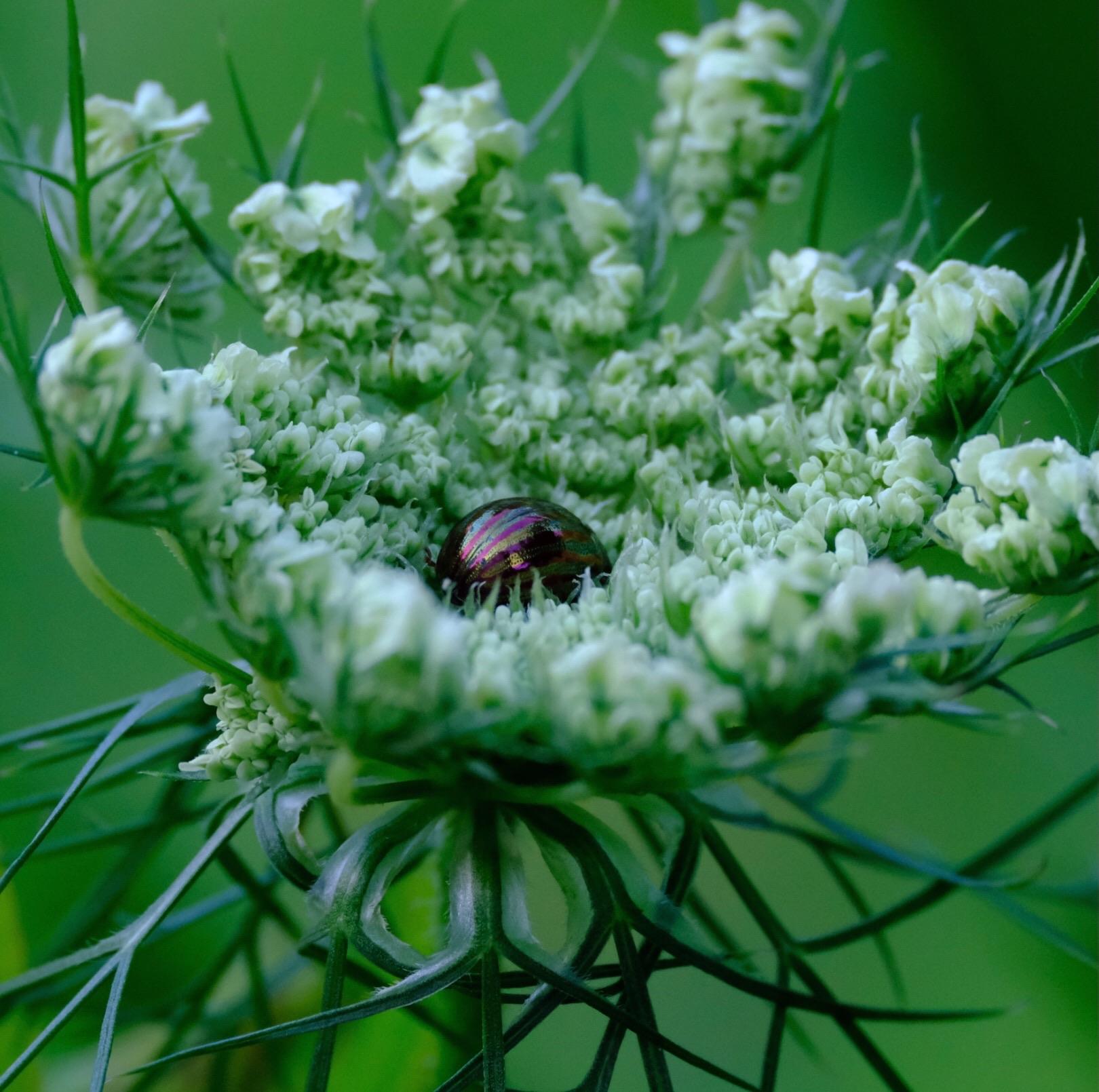 Ein etwa fingernagelgroßer Käfer sitzt mitten in der weißen Blütendolde einer Wilden Möhre. Die grünlichen Flügeldecken des Käfers haben violette Längsstreifen und glänzen. // A fingernail-sized beetle sits in the middle of the white flower dome of a wild carrot. The greenish wings of the beetle have violet longitudinal stripes and shine.