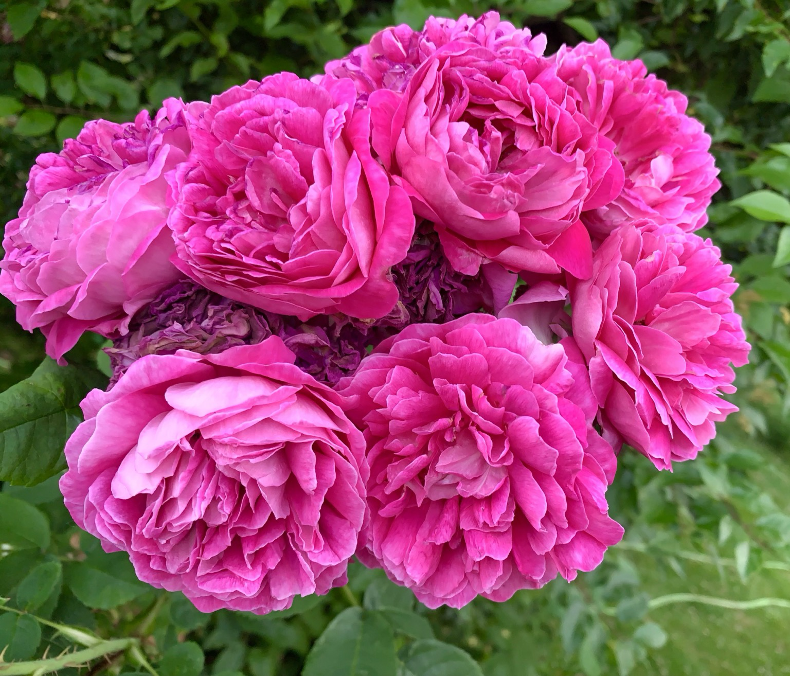 Eine Rosenstengel mit sieben Blüten. Alle waren gleichzeitig geöffnet. Bei der Hitze ein Tagesmoment. Die Rosenzeit ist bei mir vorbei.