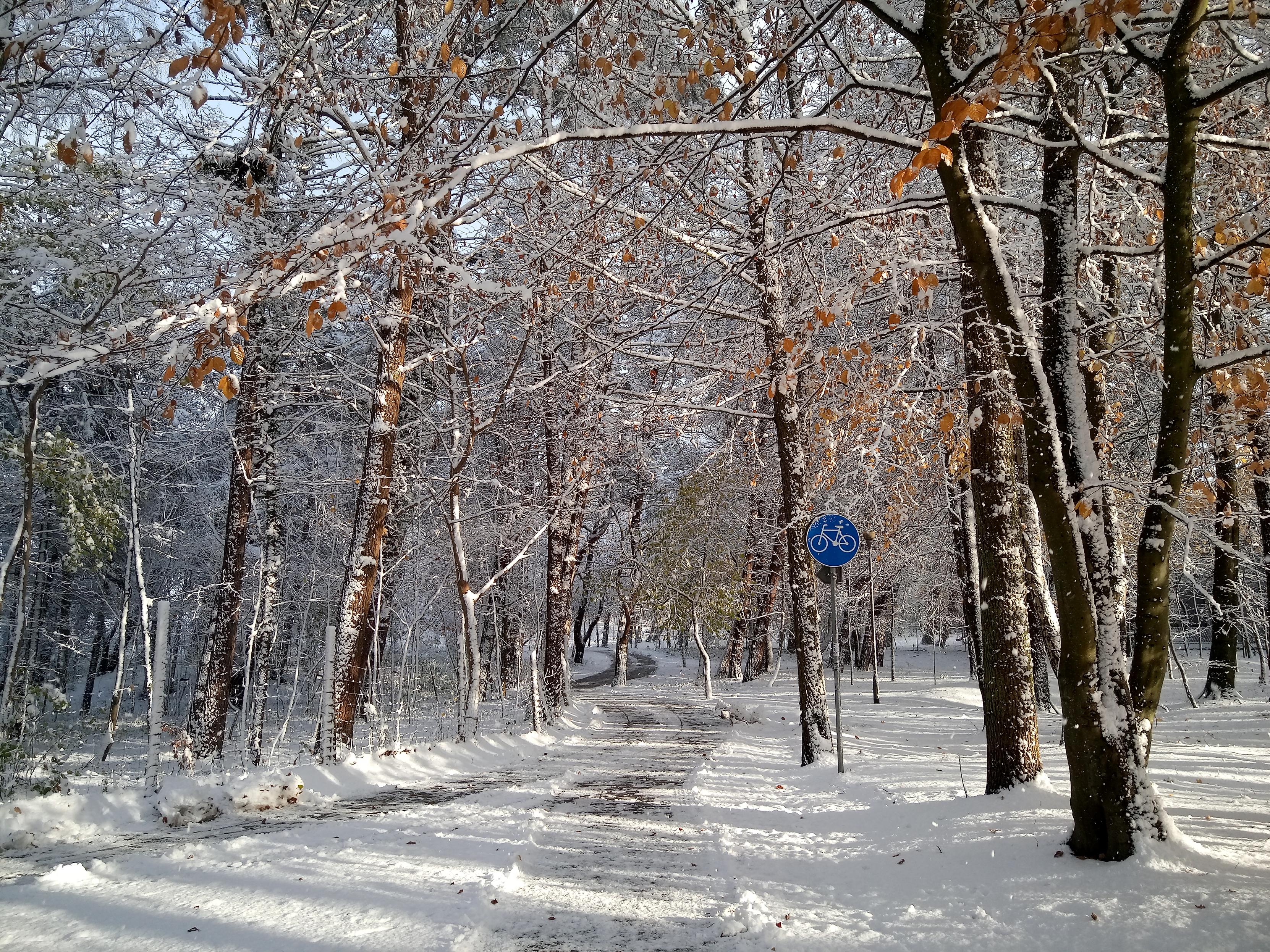 Querformat, ein verschneiter Weg durch einen Park, rechts und links Bäume, ebenfalls leicht mit Schnee bedeckt. Sonnig, und die Bäume werfen schätze auf den Weg