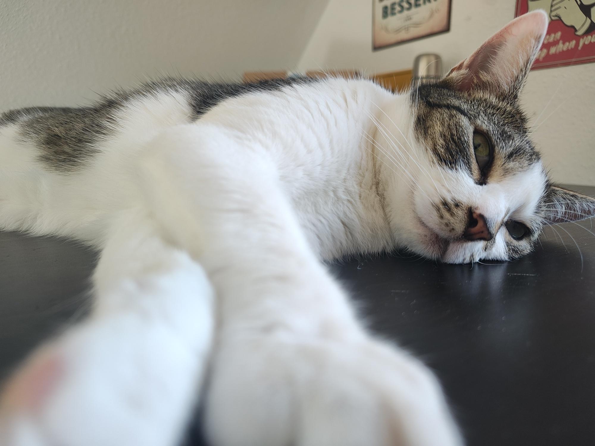 Nahaufnahme von Kater Sammy mit ausgestreckter Vorderpfote auf einem dunklen Küchentisch