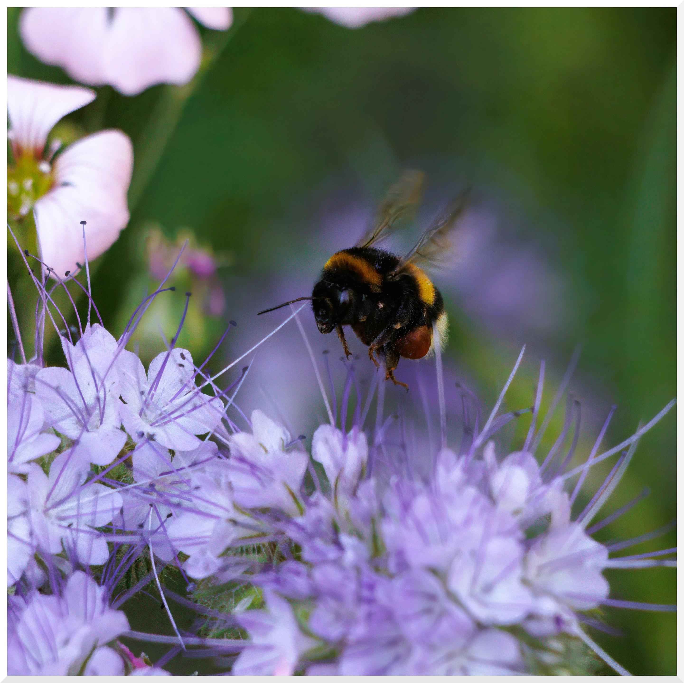 Eine Hummel im Anflug auf die blauvioletten Blüten einer Rainfarn-Phazelie.