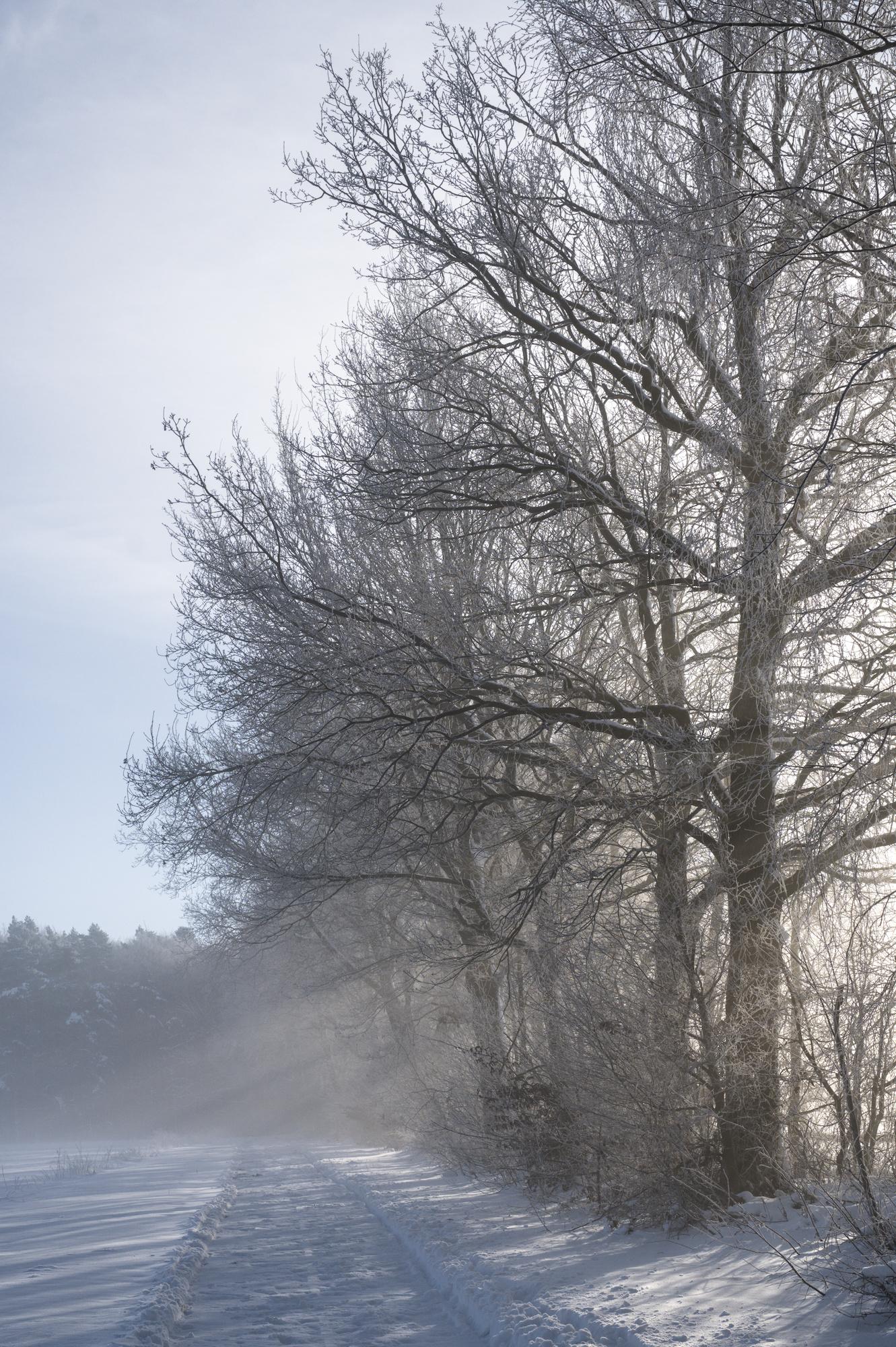Winterliche Landschaft mit schneebedecktem Weg und kahlen Bäumen im Nebel