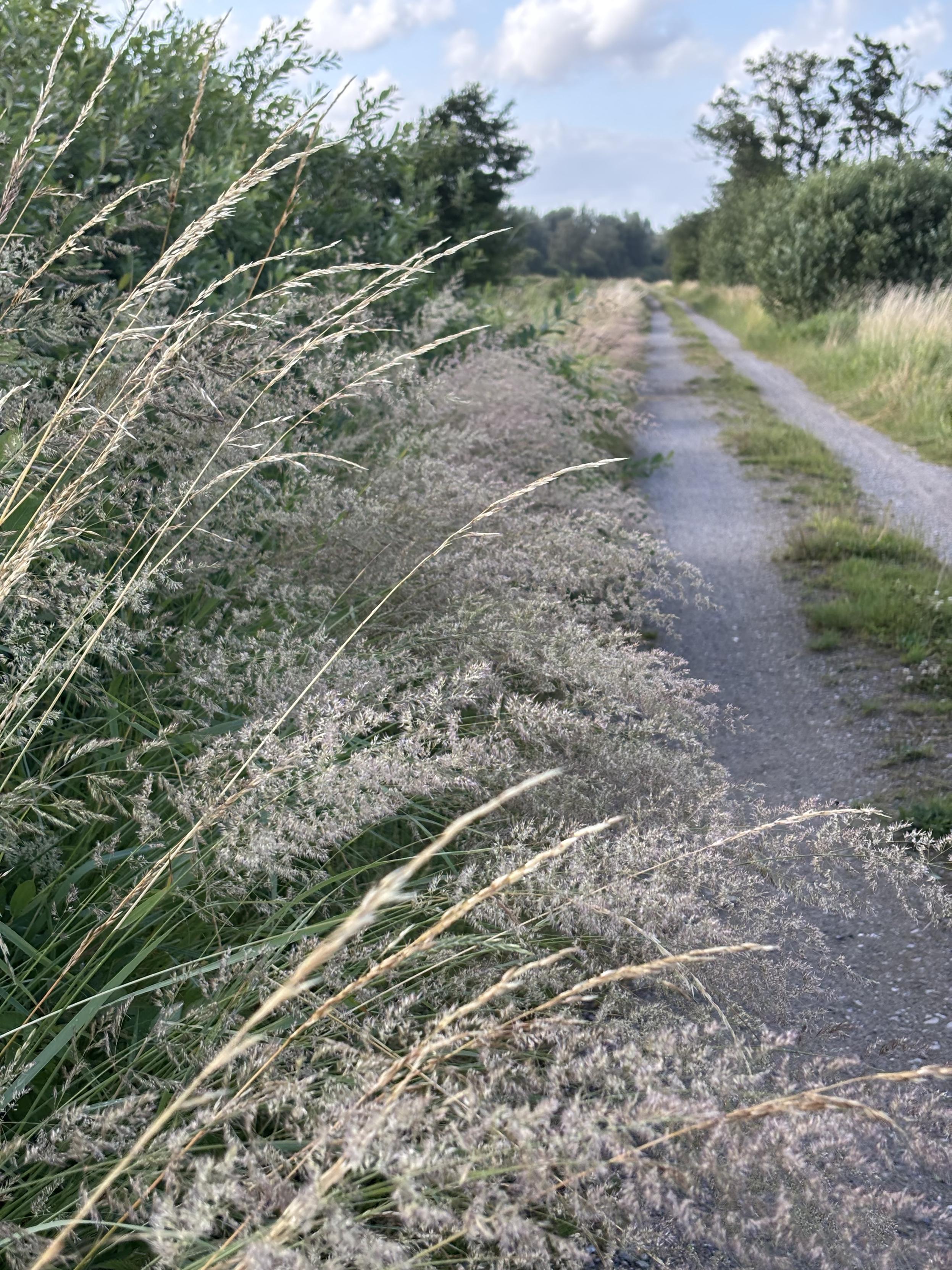 Nahaufnahme von hohen Gräsern mit ihren fedrigen und fluffigen Blütenrispen. Rechts davon ist der Spazierweg zu sehen, im Hintergrund Bäume und der blassblaue Himmel mit weißen Wolken. Durch den kräftigen Wind hängen die Gräser etwas in den Weg hinein.