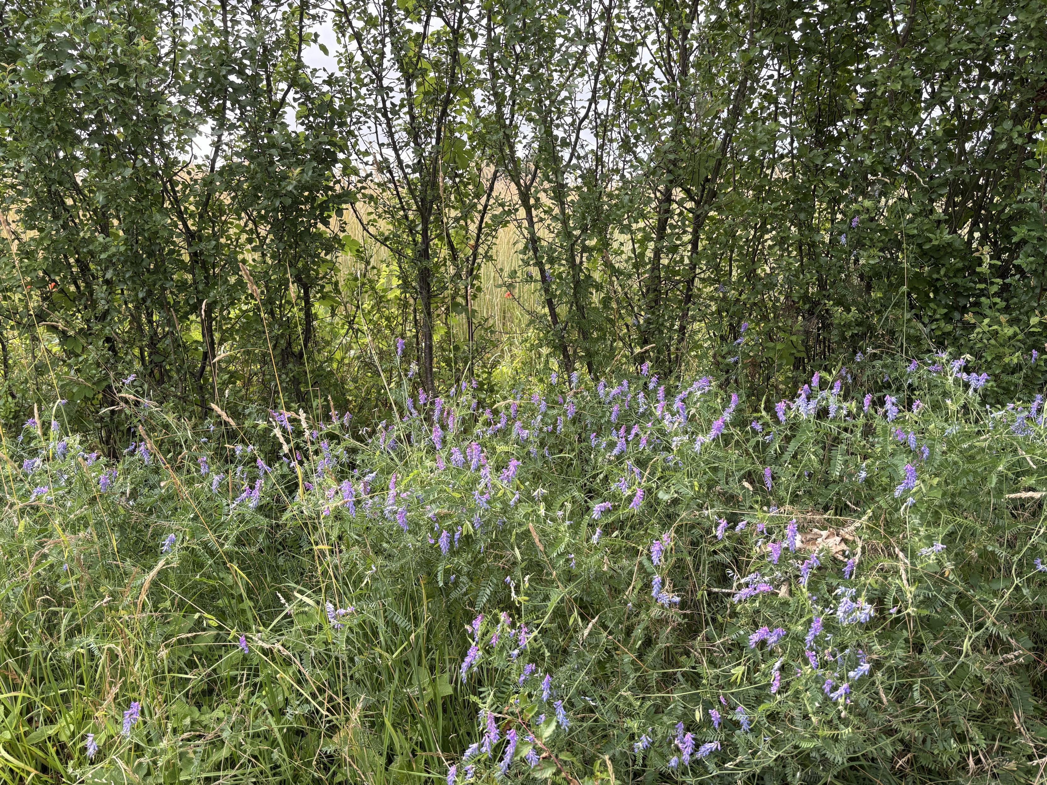 Blau-lila blühende Vogelwicke inmitten von grünem Gras am Wegesrand. Dahinter eine hohe, locker gewachsene Hecke, durch die man ein Getreidefeld sehen kann.