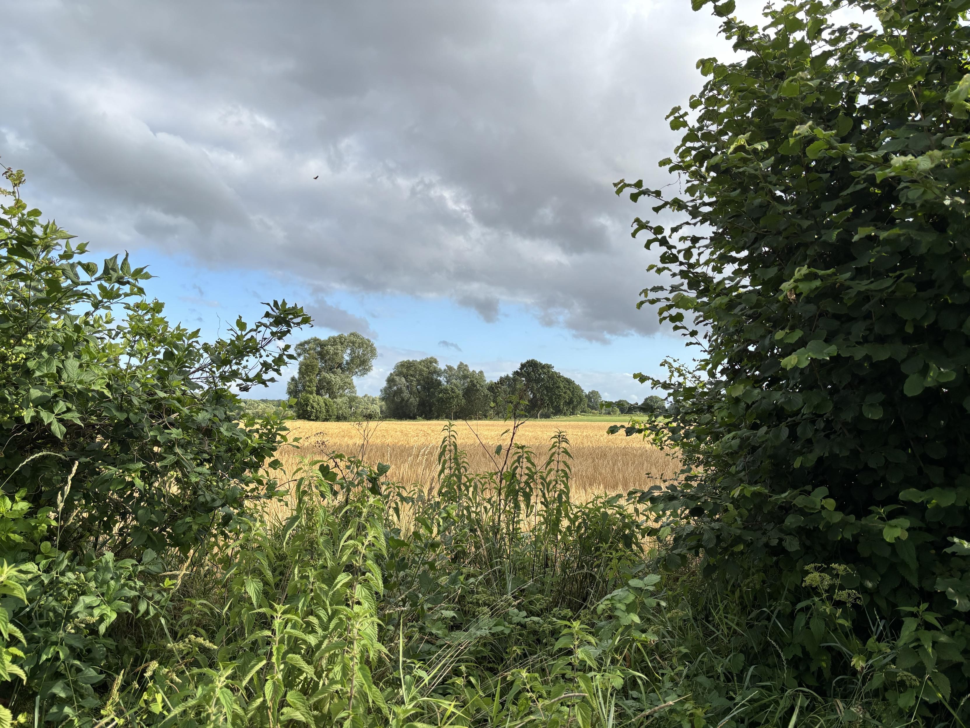 Blick auf ein gelbes Gerstenfeld vom Wegesrand aus. Im Vordergrund Gras und Brennesseln, rechts und links rahmen hohe Sträucher das Bild ein. Im Hintergrund in der Bildmitte Bäume und ein kleiner Streifen blassblauer Himmel, mit einer großen grau-weißen Wolke.