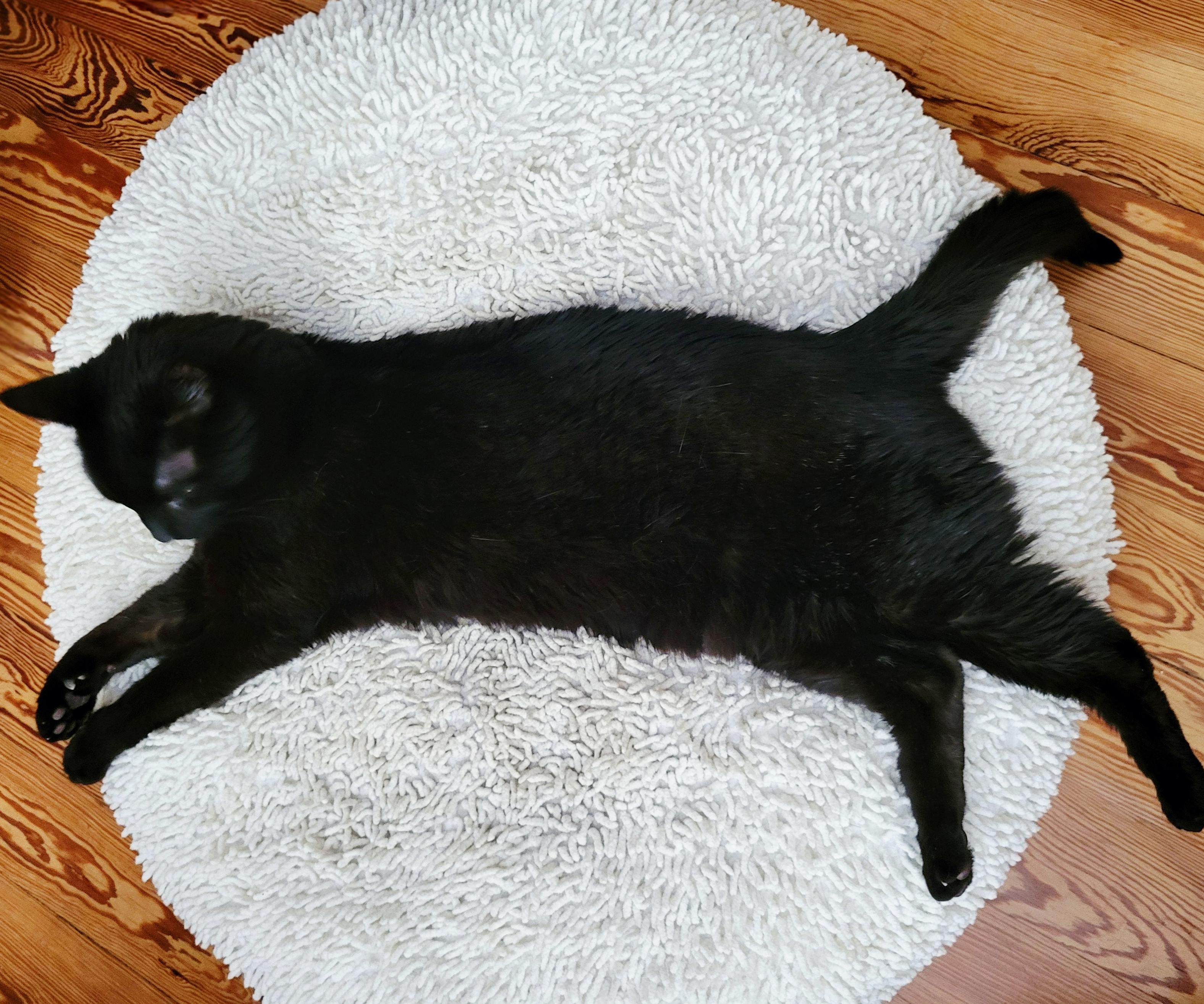 Eine schwarze Katze liegt wie hingegossen sehr dekorativ auf einem großen cremeweißen Rundkissen.Der Schwanz hängt dabei abstehend vom Steiß über den Kussenrand auf den Holzfußboden herunter.