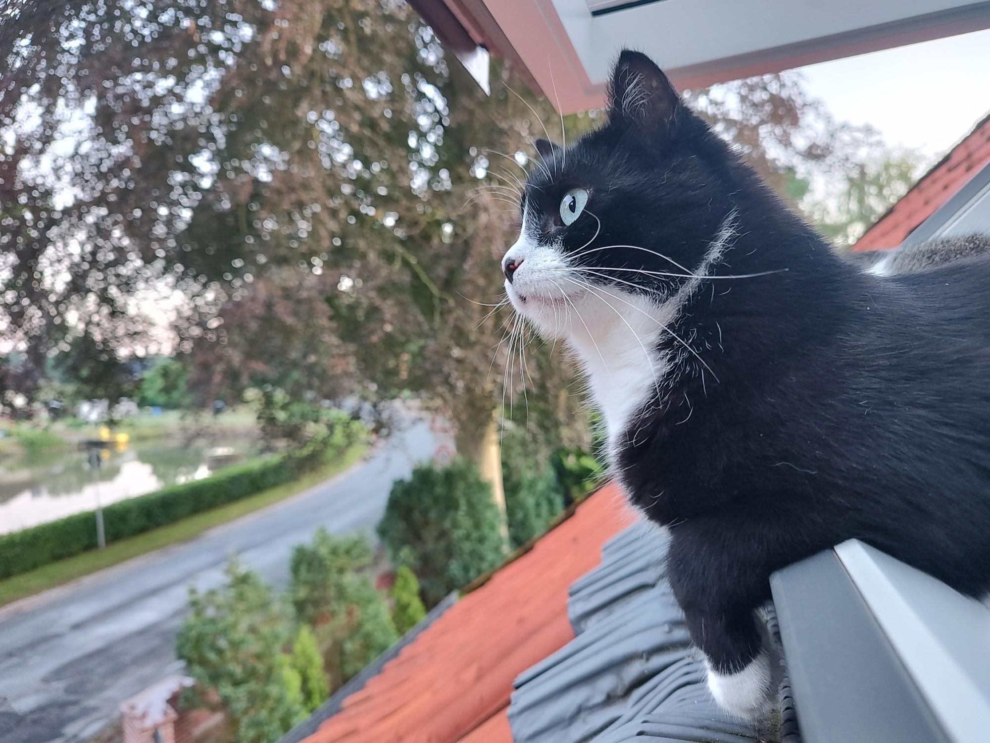 Schwarz-weißer Kater Phips lehnt sich aus dem Dachschrägen Fenster und blickt hinaus auf den beginnenden Tag