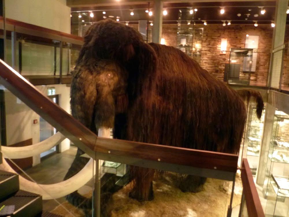 Überlebensgroße Rekonstruktion eines Mammuts in einem Treppenaufgang. Das Mammut hat die Beine gestellt m Erdgeschoss und den Kopf im ersten Stock.