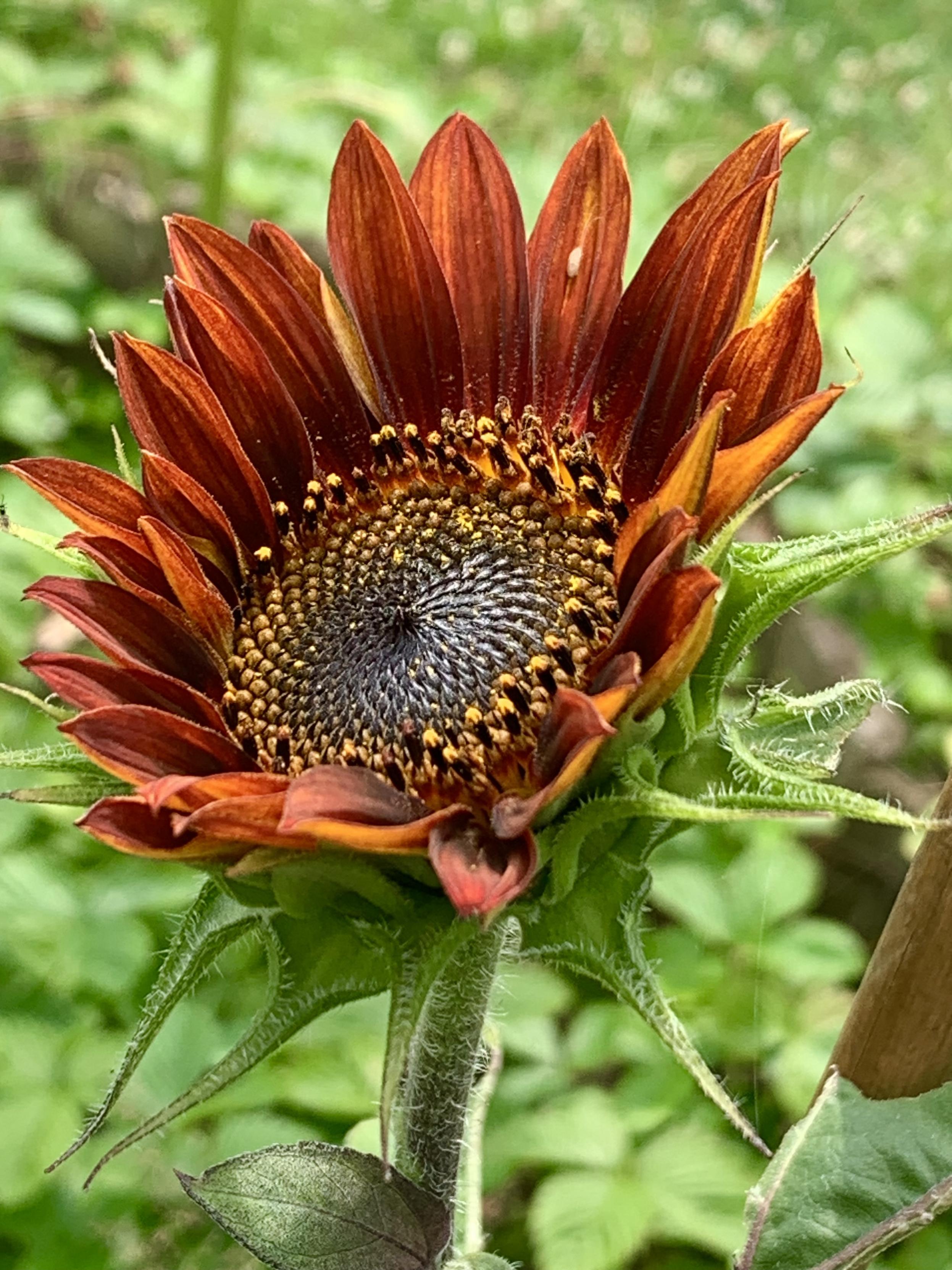 Rostrote Sonnenblume der Sorte Porte des Torres, selbst ausgesät.