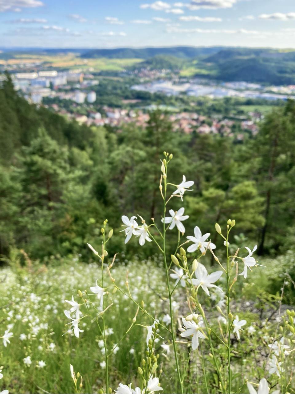 Im Vordergrund ragen weiße Blüten der Rispigen Graslilie von unten ins Bild. Sie stehen in einer Wiese voller Graslilien, die sich auf einem abfallenden Hang befindet. Weiter unten am Hang mündet die Wiese in mehrere dicht stehende grüne Bäume. Im Hintergrund ist unscharf ein Tal zu sehen, in dem viele Häuser stehen, hinter dem Tal erheben sich in der Ferne weitere grün bewachsene Hügel. Der Himmel darüber ist blau mit einzelnen lockeren Wolken.