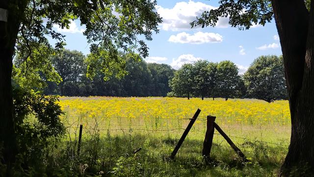 Eine Blumenwiese in der Mittagssonne