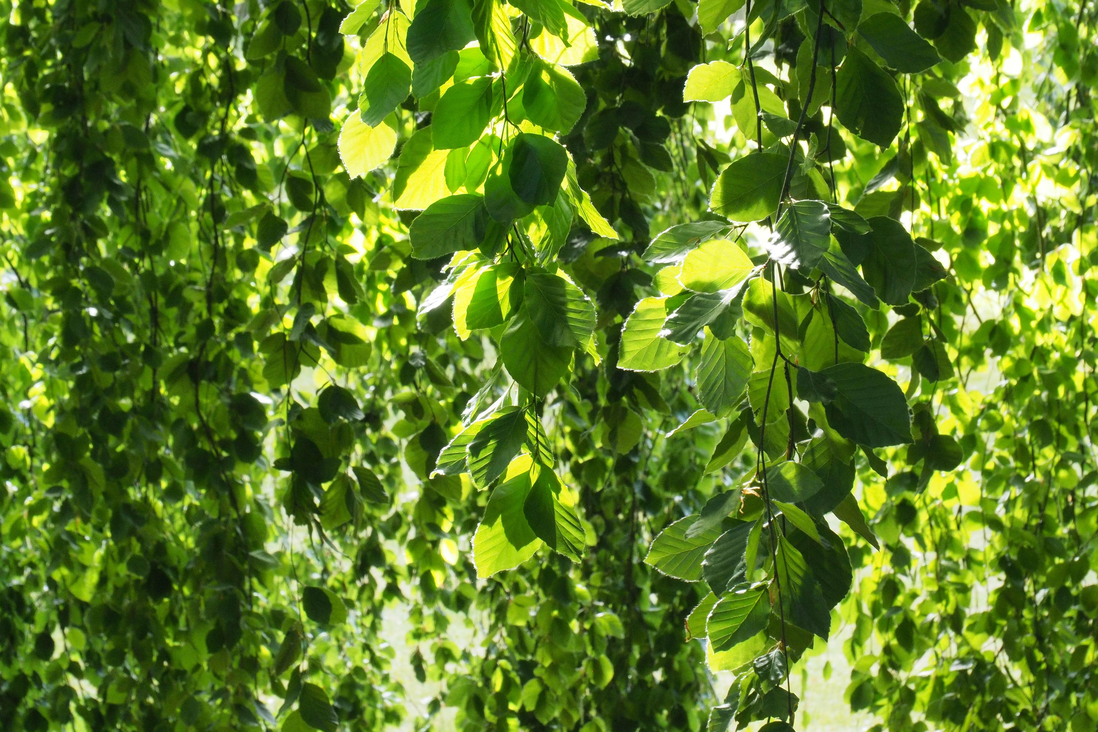 Die Blätter einer Buche hängen von den Ästen und Zweigen herab und spenden natürlichen Schatten. Das Sonnenlicht zaubert unzählige Grüntöne hervor, während das Gegenlicht wunderschöne Lichtflecken erzeugt.

Leaves on a beech tree hang down from the branches and twigs, forming a natural shade. The sunlight creates countless shades of green, whilst the backlighting produces beautiful patches of light.