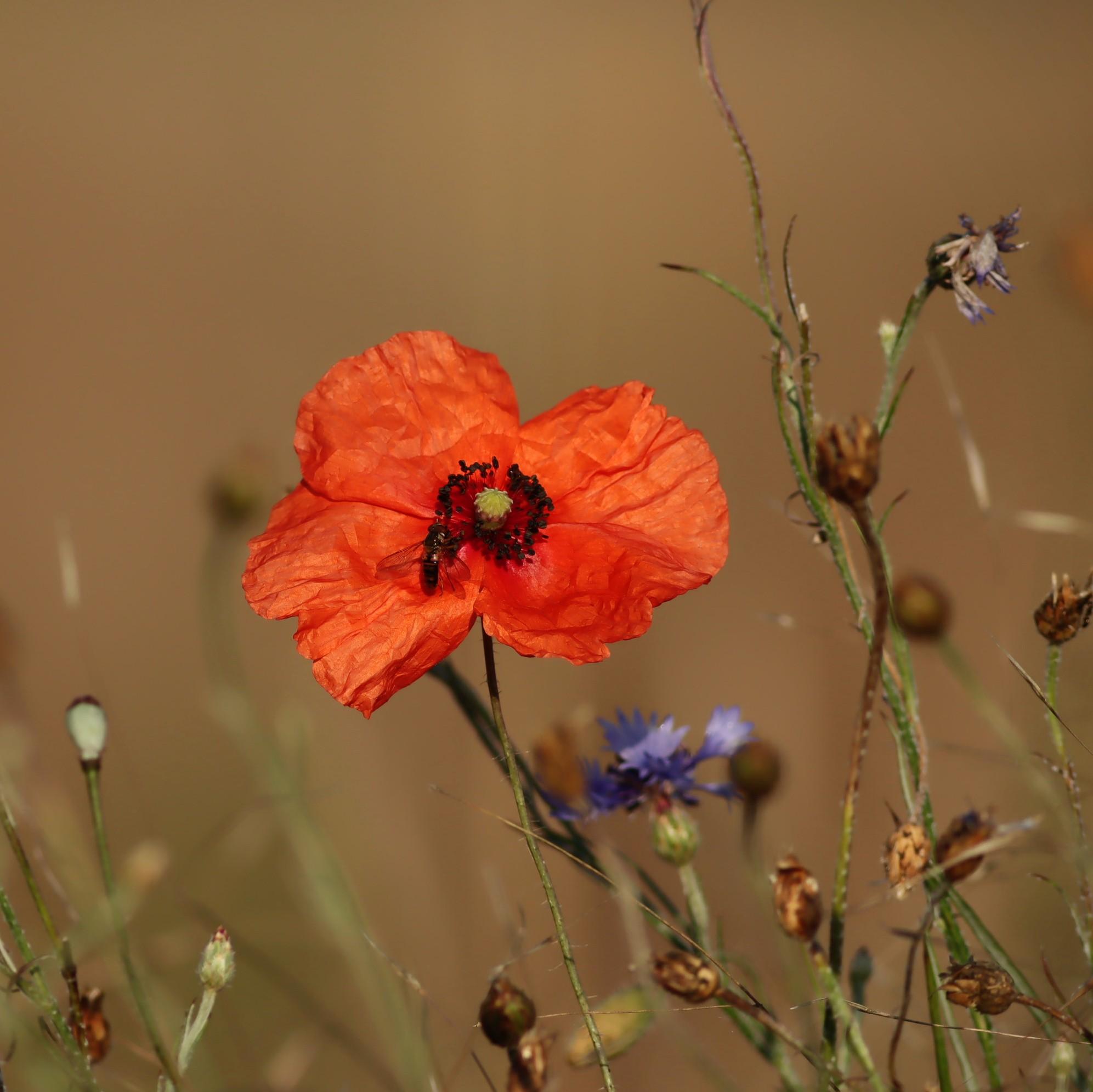 Eine Mohnblüte mit Insekt in einem Wildblumenfeld.