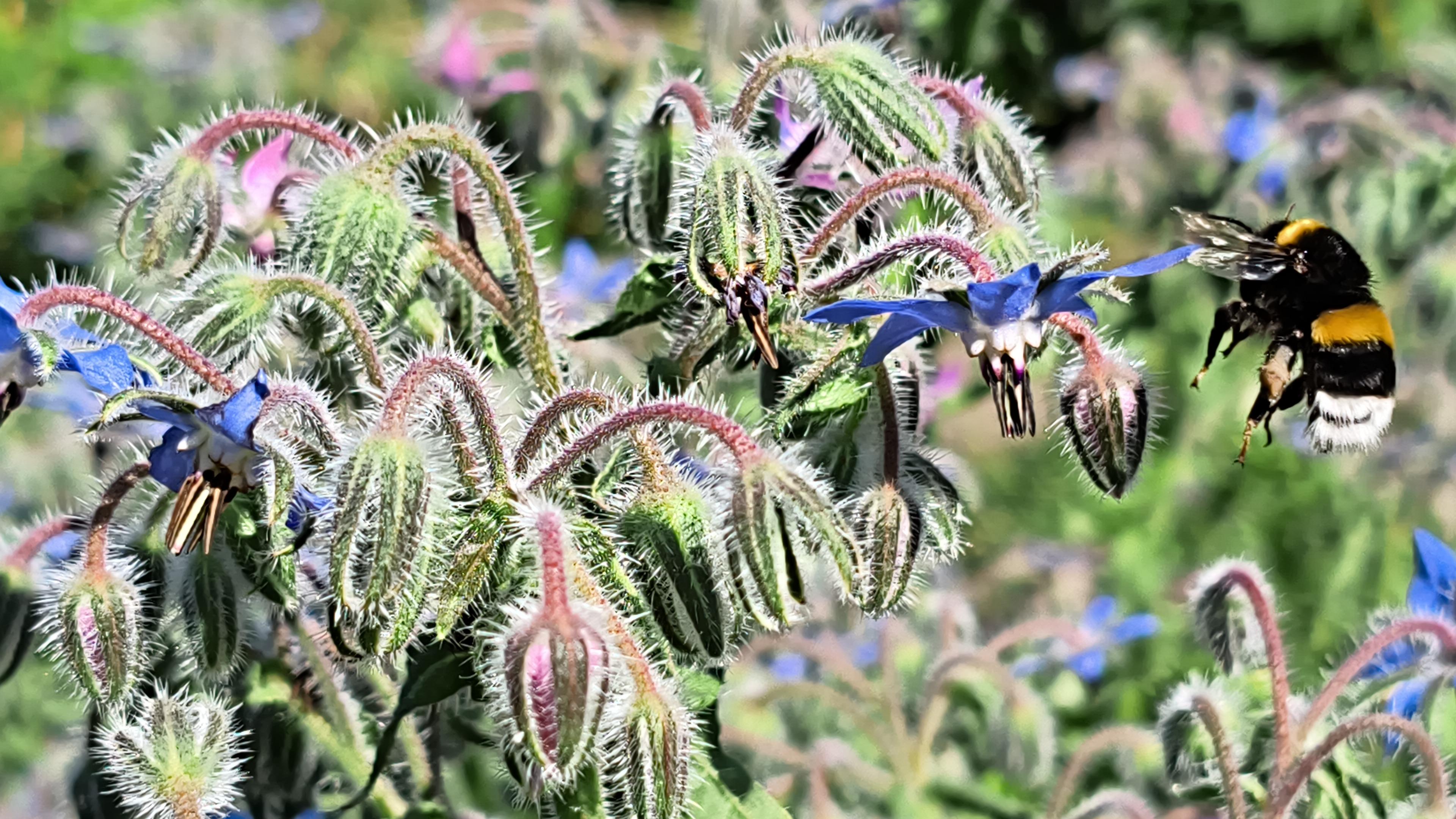 Hummel im Anflug auf Borretsch-Blüten im Sonnenschein