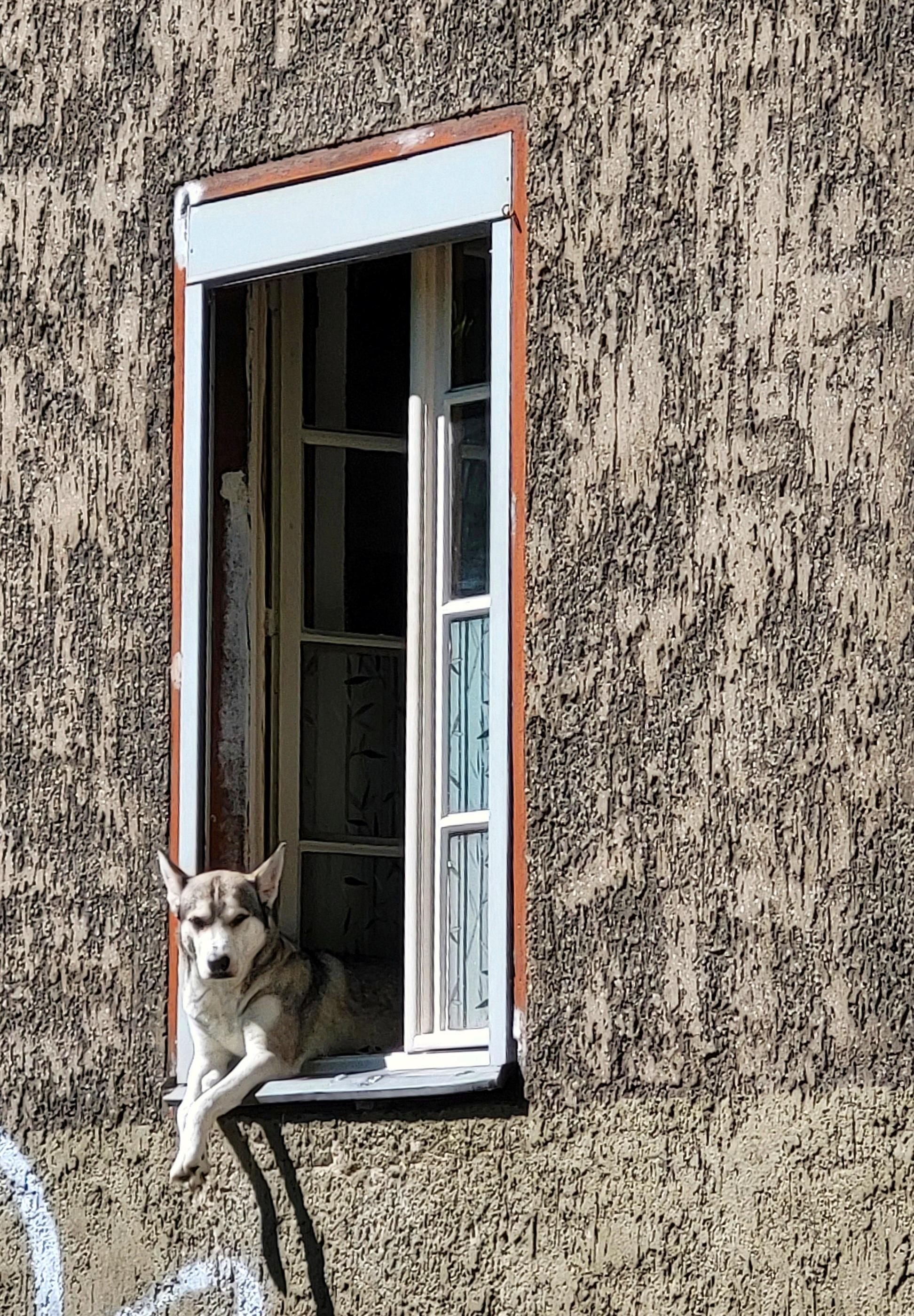 Ein Fenster mit weißen Kassettenflügeln und rotbraunem Rahmen in einer graubraunen, wenig ansehnlichen Fassade, mittagssonnenlichtdurchflutet. Aus dem offenen Fenster hängen die Vorderläufe eines Huskys heraus. Der Husky lehnt entspannt mit Schulter und Kopf an dem Fensterrahmen. Schatten seiner Vorderläufe in der Mittagssonne fallen klar und scharf nach unten auf die Hauswand unterhalb des Fensterbretts.