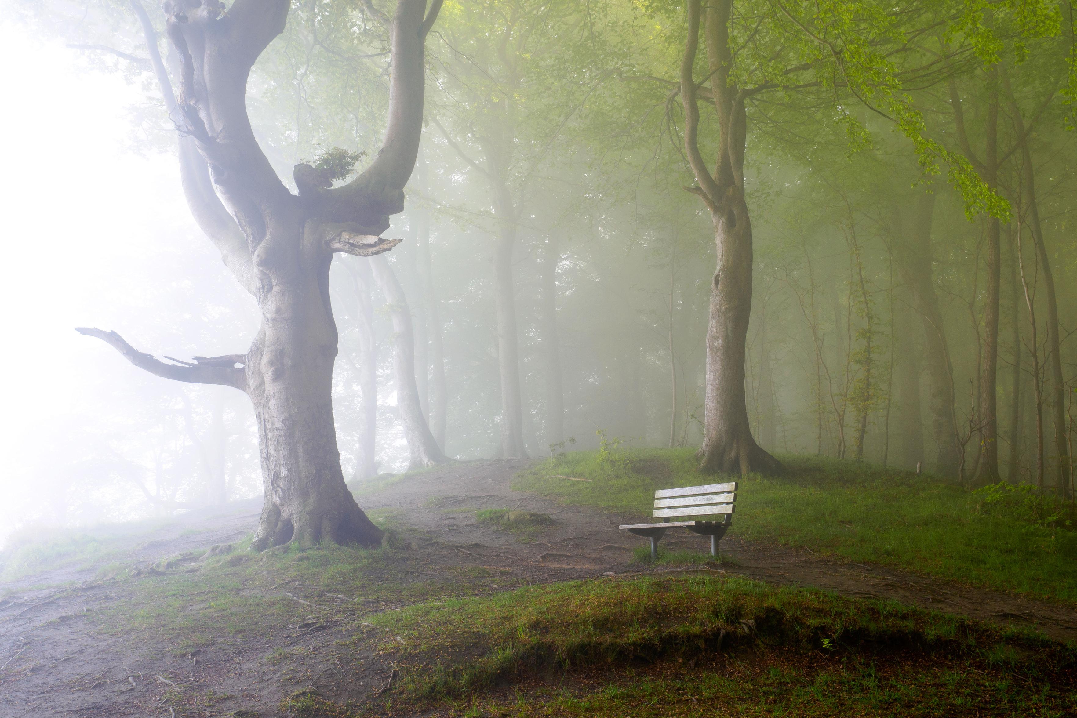 Morgennebel im Wald: Die grauen Bäume scheinen zu tanzen und strecken ihre Arme (Äste) gen Himmel. Der Nebel zieht von links ins Bild und schafft eine mystische Atmosphäre. In der rechten Bildmitte steht eine Bank, unter der sich eine kleine, mit Moos und Gras bewachsene Abbruchkante befindet. Der Hintergrund ist unscharf, mit vielen Bäumen in einem zarten Grünton.

Morning mist in the forest: the grey trees seem to be dancing, stretching their arms (branches) skywards. The mist drifts into the frame from the left, creating a mystical atmosphere. A bench stands in the centre-right, with a small ledge covered in moss and grass beneath it. The background is blurred, with many trees in a delicate shade of green.