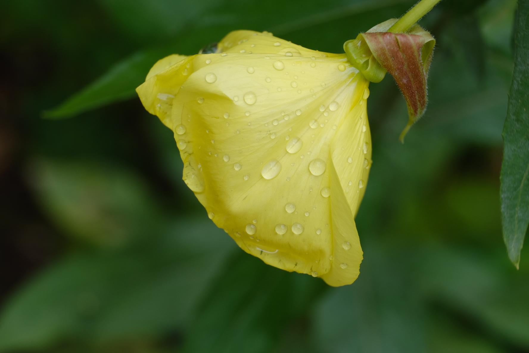 Eine gelbe Blüte der Nachtkerze, regennass