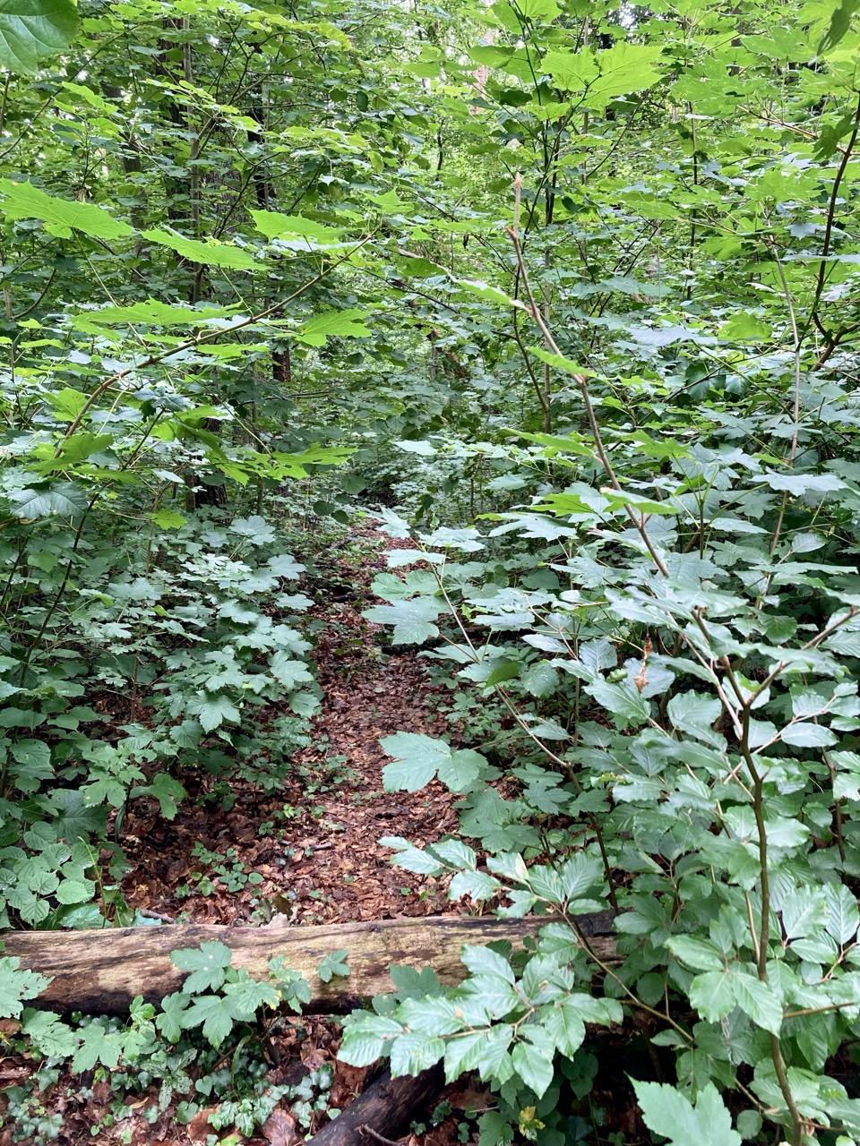 A very narrow path, covered in old, wet leaves, winds its way through dense greenery (lots of bushes and trees); at the bottom of the picture, a thin tree trunk lies across the path.