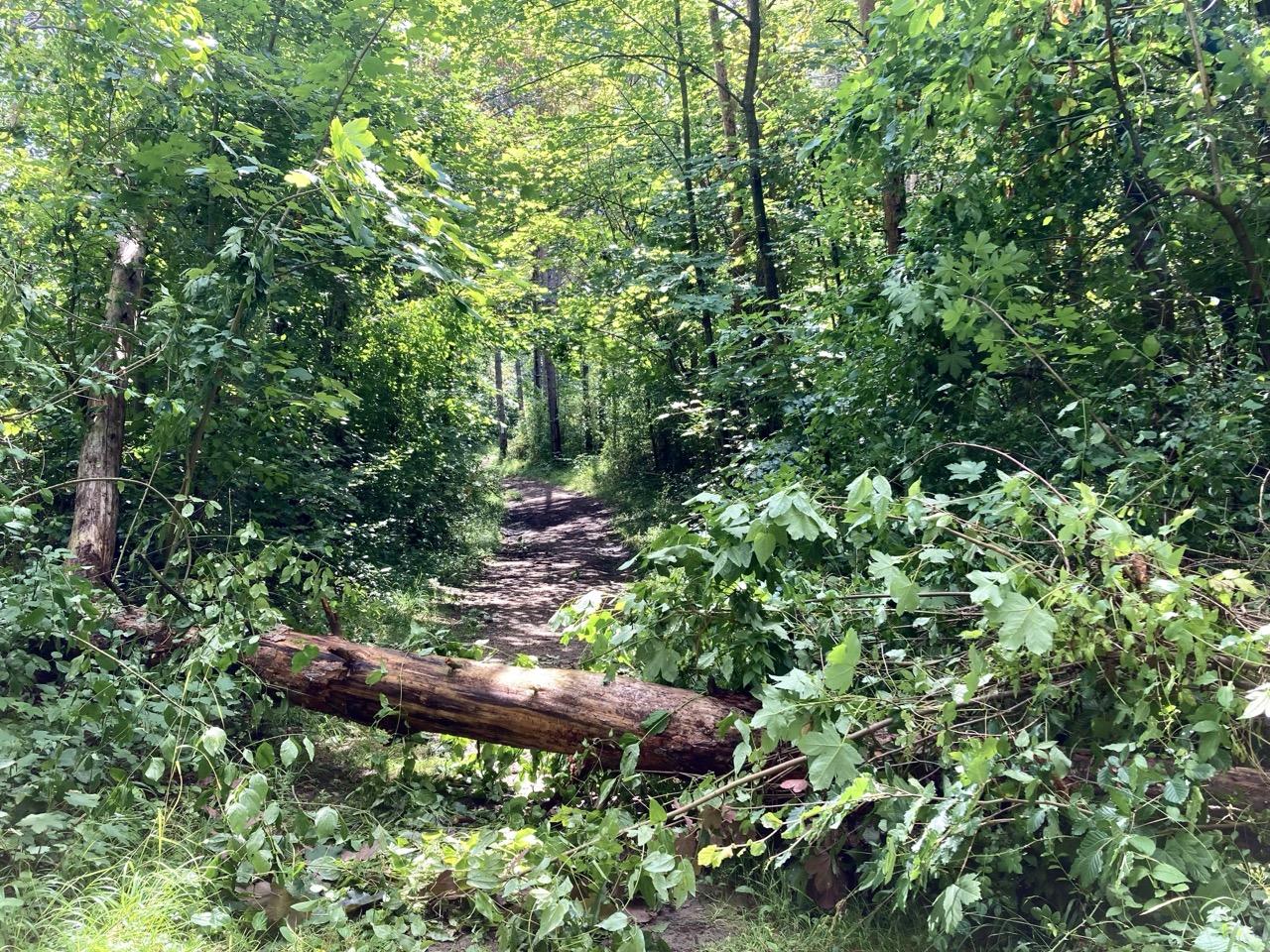A large tree with a thick trunk lies across a forest path. On the right, many of its branches with leaves can be seen. The path curves slightly to the left towards the background and is lined with many more trees through which sunlight shines onto the path. The picture is very green.