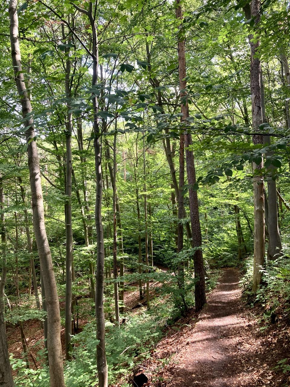 A view of a wooded area. A narrow path, flanked by many trees, winds gently down a slope. Sunlight and the shadows cast by some of the trees fall onto the path from the right. To the left, the ground slopes down further.