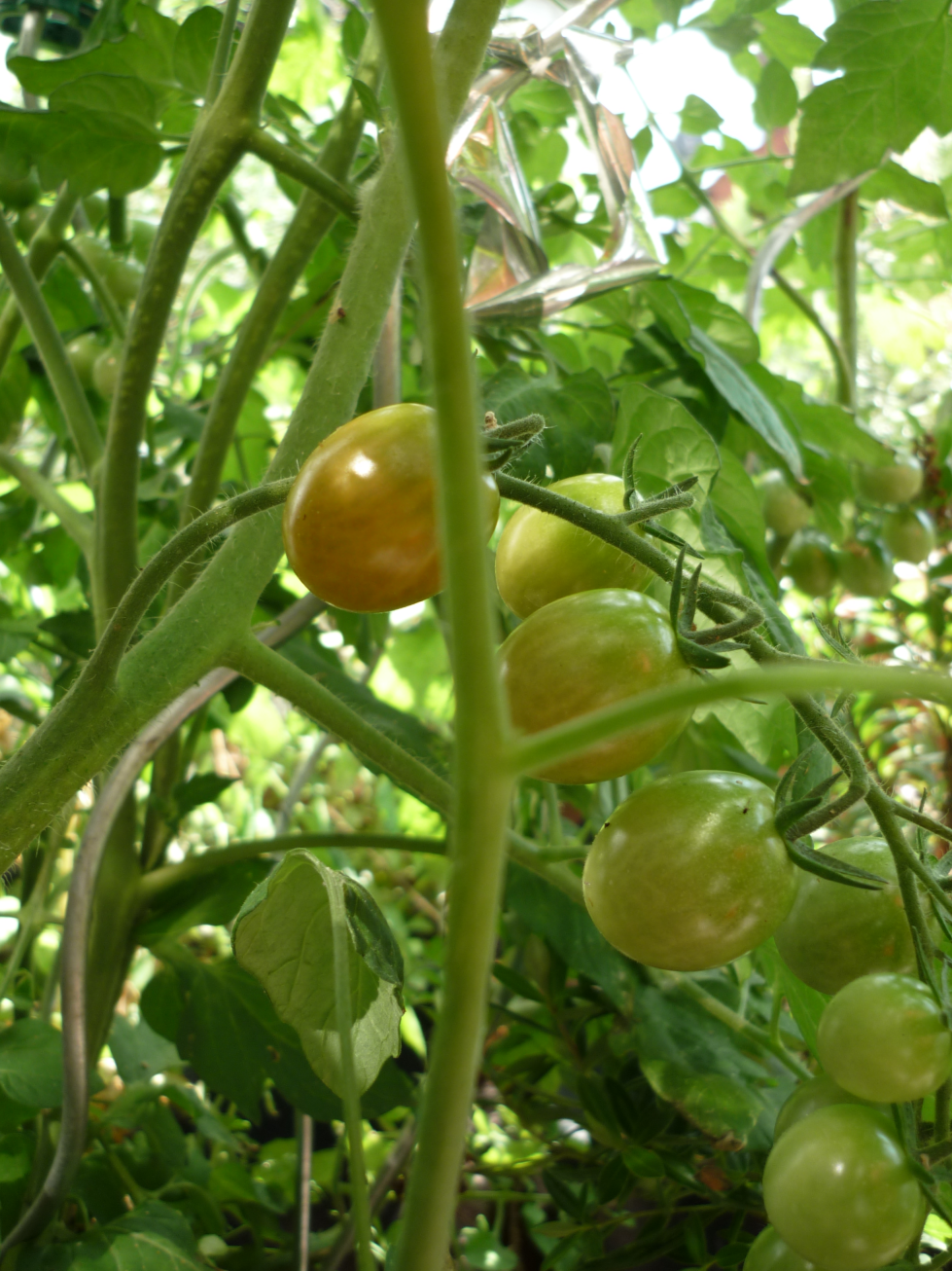 Blick in mehrere Tomatensträucher.  Eine Frucht ist etwas orange-lich, 2-3 weitere Früchte an demselben Stängel haben einen leicht gelblichen Stich im Grün.