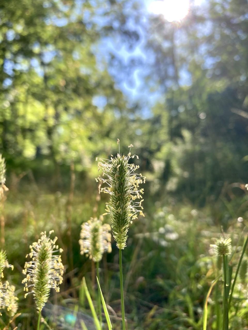 In the center of the image, in the camera‘s focus as a close-up, is a timothy-grass (Wiesen-Lieschgras) surrounded by other grasses. In the background, trees and the cloudless blue sky are visible out of focus. The sun is shining brightly towards the camera, making the grasses glow.