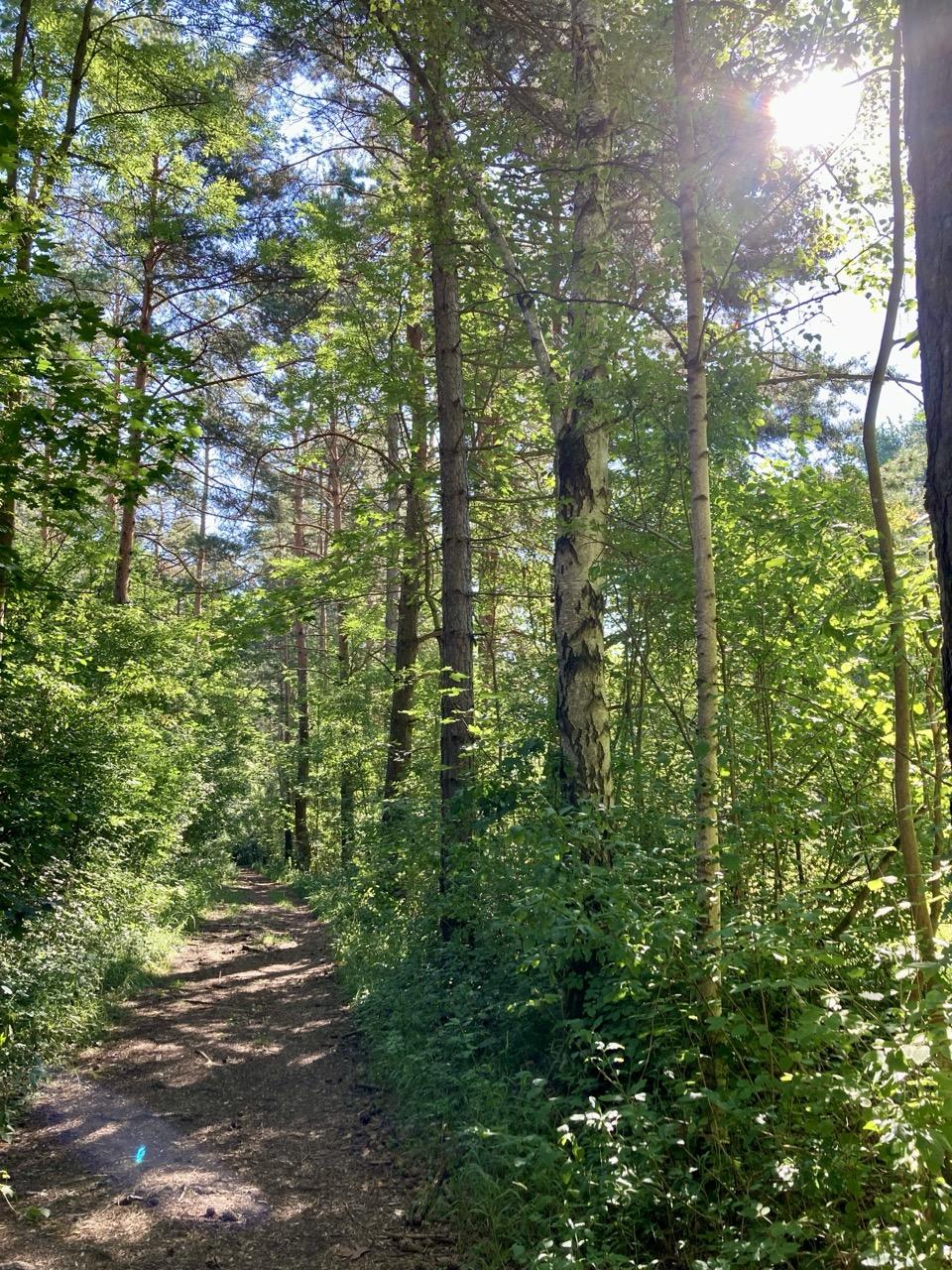 A forest path lined with trees, through which the sun shines brightly from the upper right.