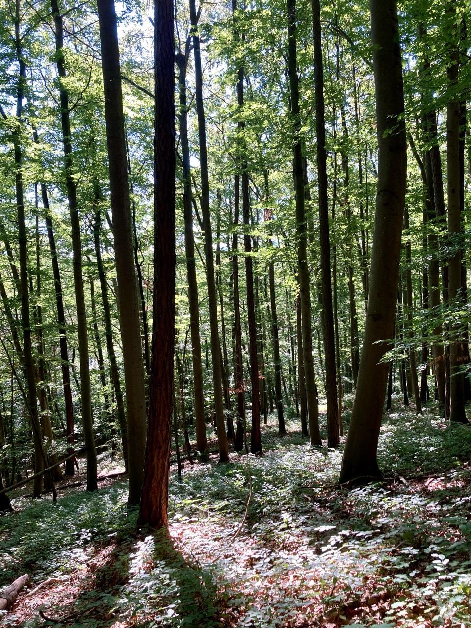 A view of a wooded hillside sloping away from the camera. Many slender tree trunks reach towards the sky. The sun (not visible im the frame) is shining towards the camera. It looks as if the ground is glowing.