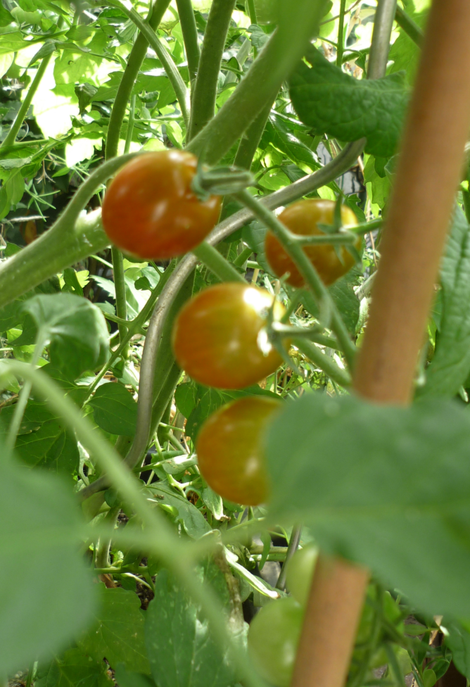 Blick in die Tomatensträucher aus dem OT aus etwas anderer Perspektive. Die oberste Frucht ist schon fast rot, 2-3 weitere Früchte an demselben Stängel sind inzwischen etwas orange-lich.