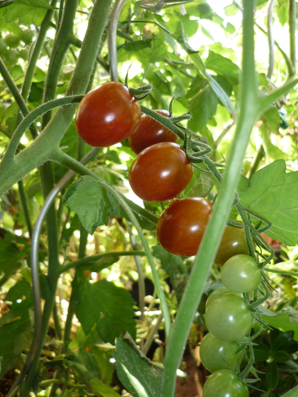 ein Strang Tomaten, von denen die obersten 2 rot sind, die nächsten 2 fast rot, und die unteren 6 noch grün.
Dahinter weitere Tomatenpflanzen