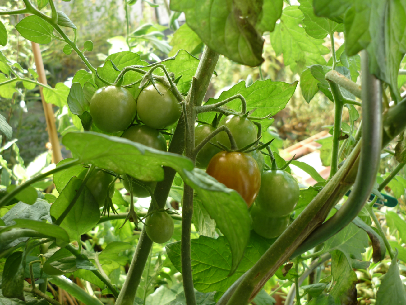 ein weiterer Strang Tomaten, von denen erst eine etwas Farbe hat