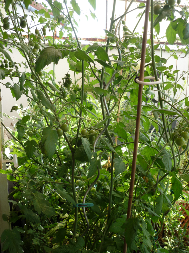 mehrere Tomatenpflanzen mit diversen Fruchtständen