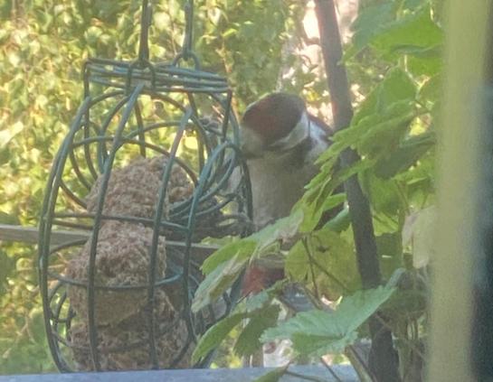 Auf dem Balkon. Ein Drahtgestell mit einigen – schon ziemlich angefressenen – Meisenknödeln im Inneren. Außen klammert sich ein Buntspecht fest und bearbeitet das Futter.