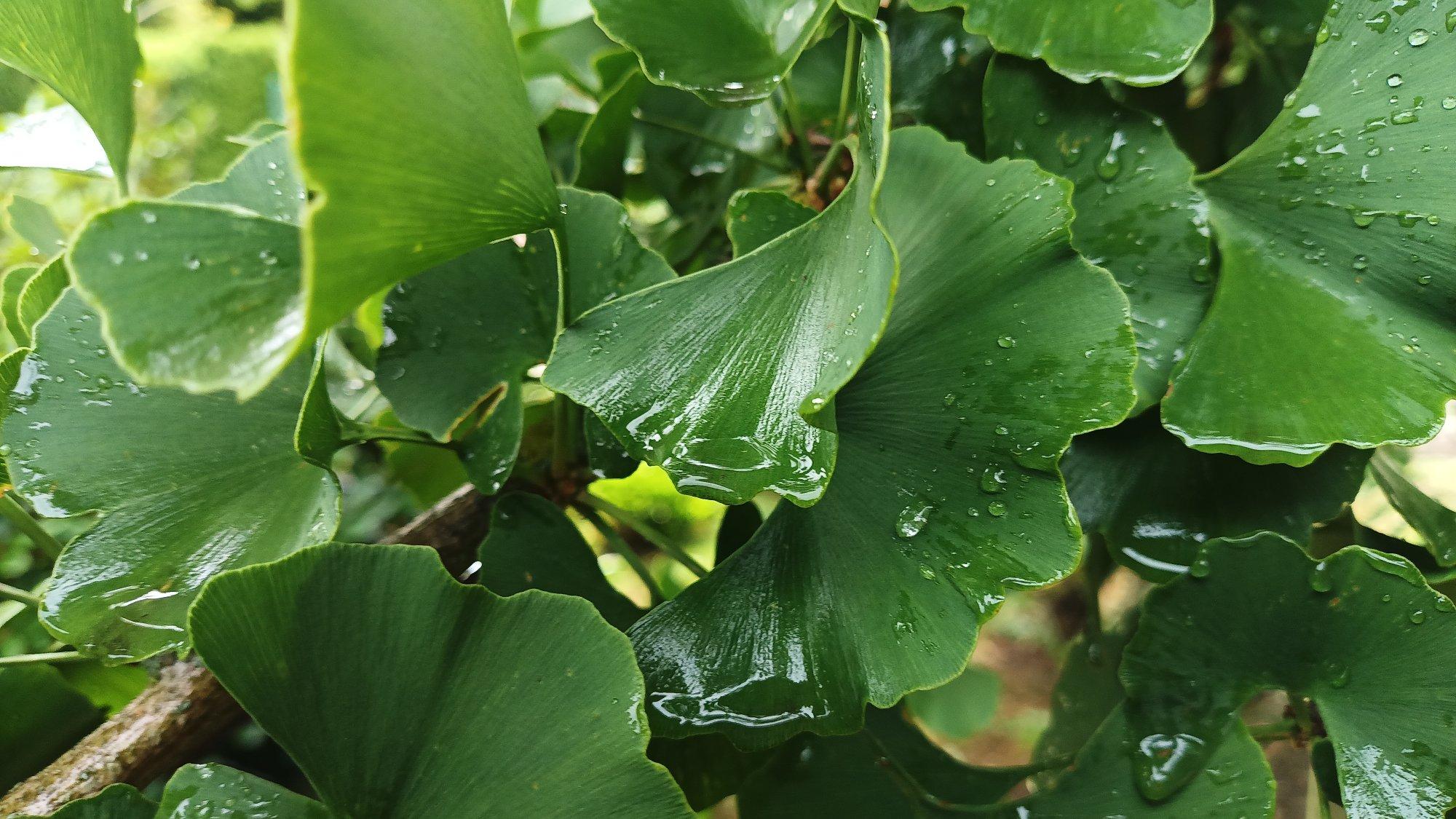 Regentropfen auf grünen Gingkoblättern. Große Nahaufnahme. Man sieht auch hellgrüne ganz frische Blätters.