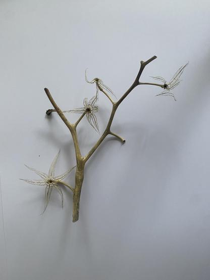 Auf weißem Papier liegt ein Pflanzenteil. Eine verästelte Struktur in gelblich-grünem Beige. An deren Enden netzartige Sterne/Blüten. Es sieht (für mich) faszinierend aus.