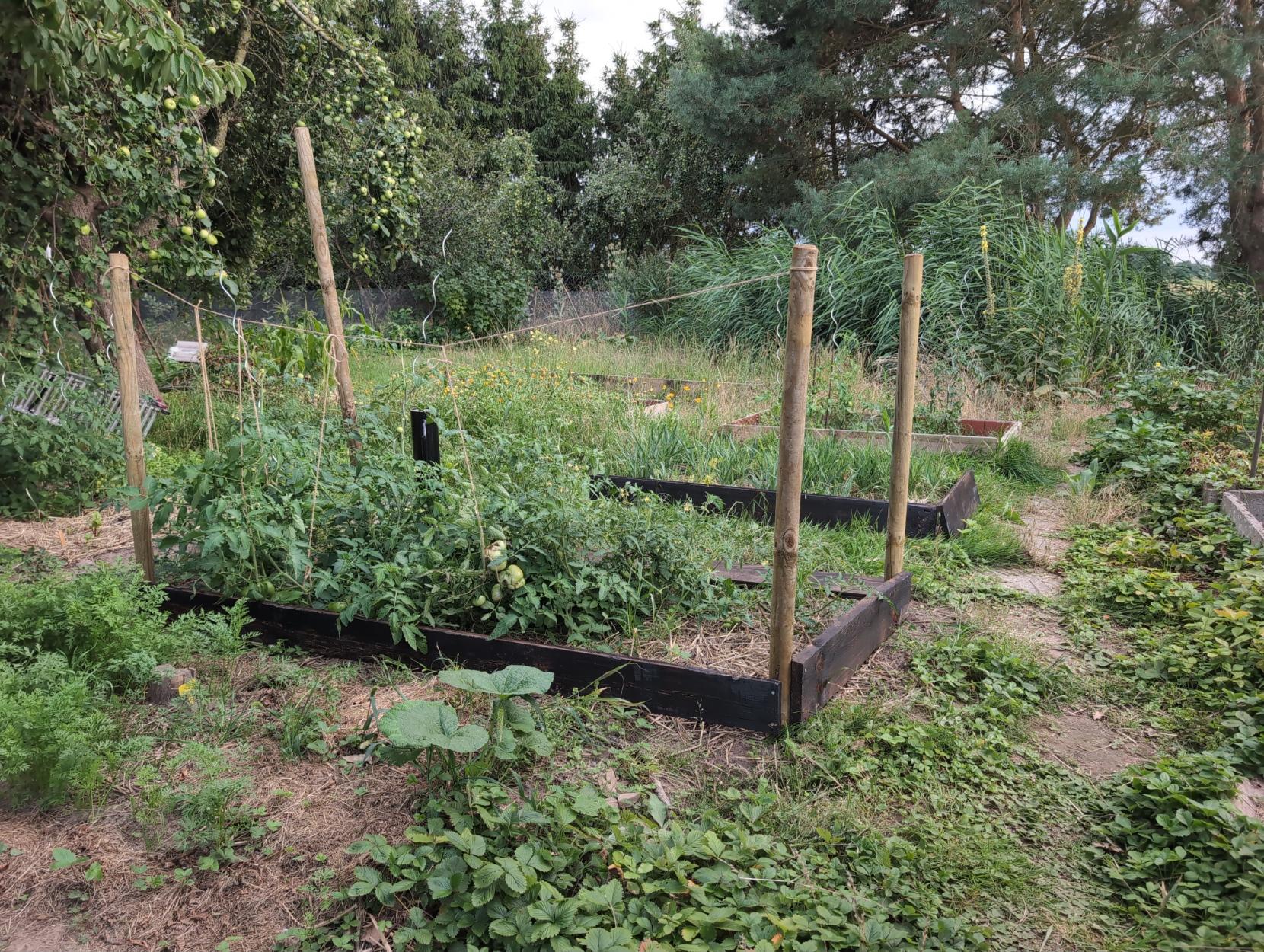 Blick auf den Nutzgarten. Das Tomatenbeet ganz vorne hat nun dunkle Kanten. Drei Ecken sind schon eingeschlagen, die viere steht noch schief. Zwei Seiten sind angeschraubt, die anderen liegen noch. Ein Juteseil verbindet zwei der hohen Kanthölzer und weitere Seile halten die Tomaten vom Boden. Dahinter hat ein weiteres Beet bereits geflammte Kanten, noch ohne Ecken und unverschraubt. Andere Beete sind noch ganz unfertig.