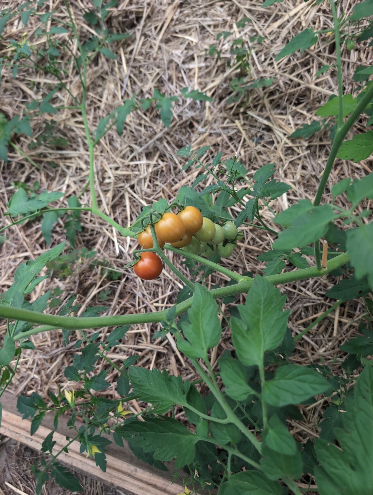 Sicht auf eine Rispe kleine Tomaten. Die erste ist fast reif. Die nächsten sind blasser und blasser bis die untersten grün den Farbverlauf abschließen. Dahinter Strohmulch.