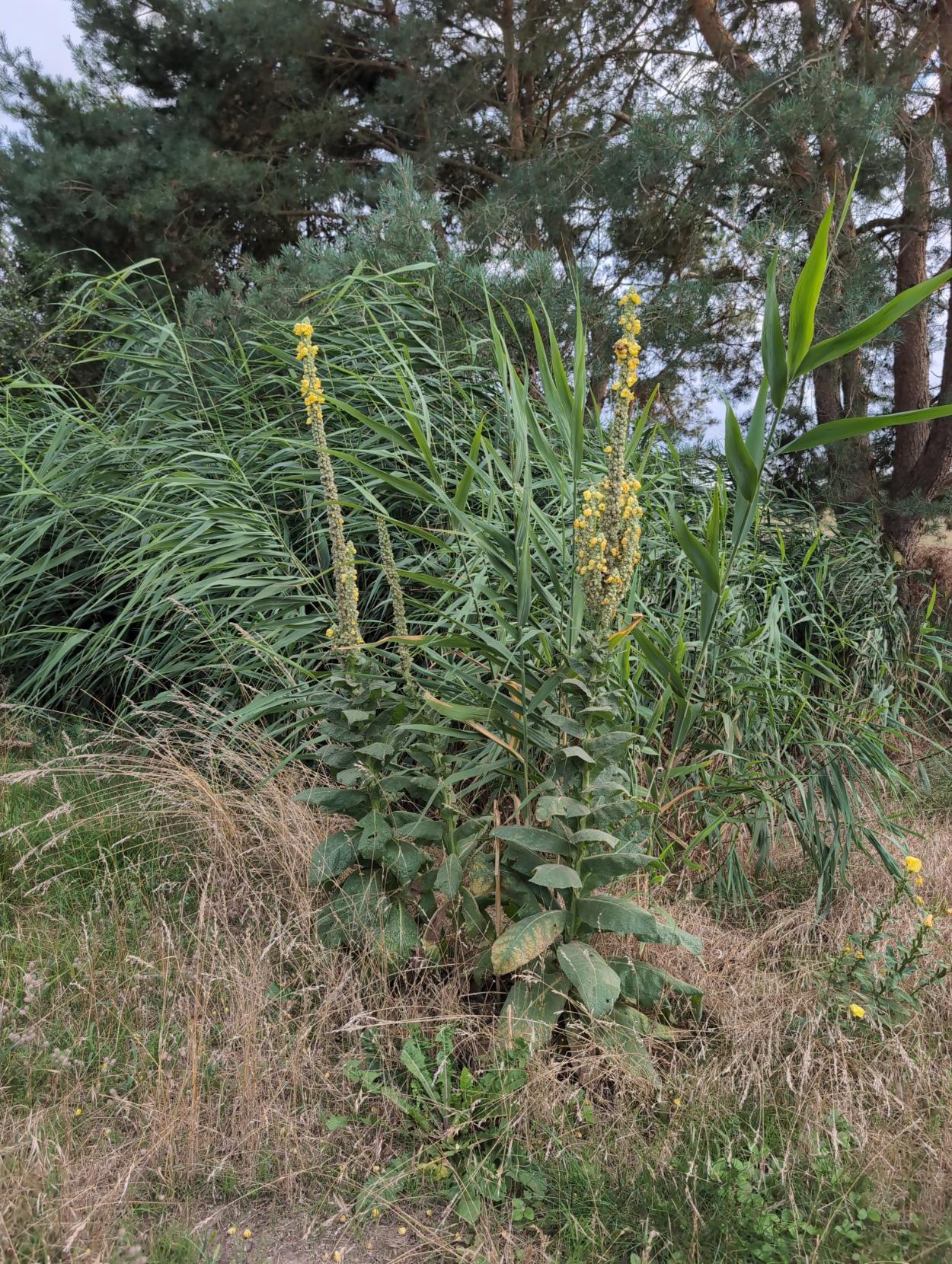 Königskerzen vor dem Klärbeet. Ganz vorne entwischte Schilfhalme, hinter den Blumen das Klärbeet mit hoch stehendem Schilf. Dazwischen ein paar Königskerzen mit ihren langen Blütenständen und gelben kleinen Blüten. Eine Pflanze hat mehrere „Kerzen“.