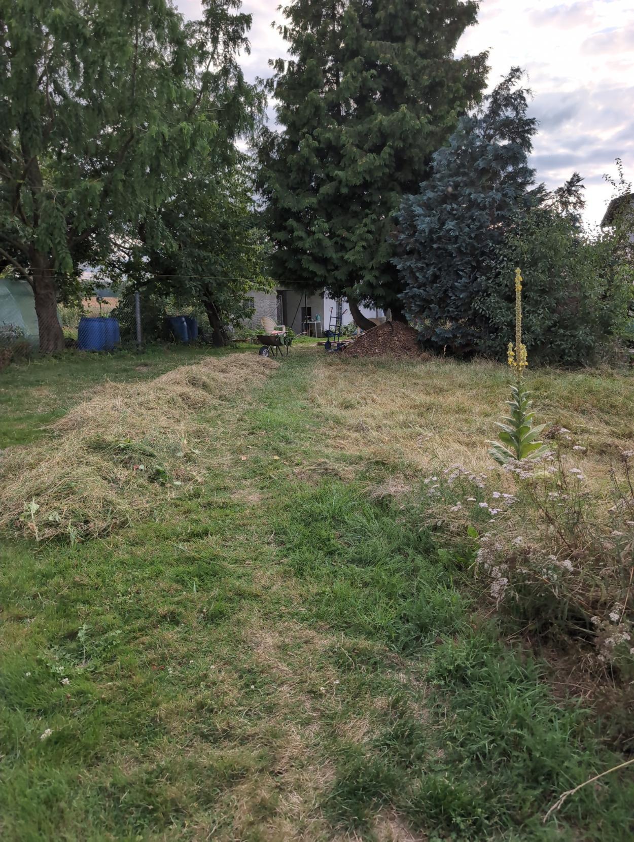 Die hohe Wiese ist nun gekürzt. Die Schafsgarbe und Königskerzen stehen noch. Links liegt das Schnittgut in einem langen Haufen. Dahinter Bäume und Nebengelaß.