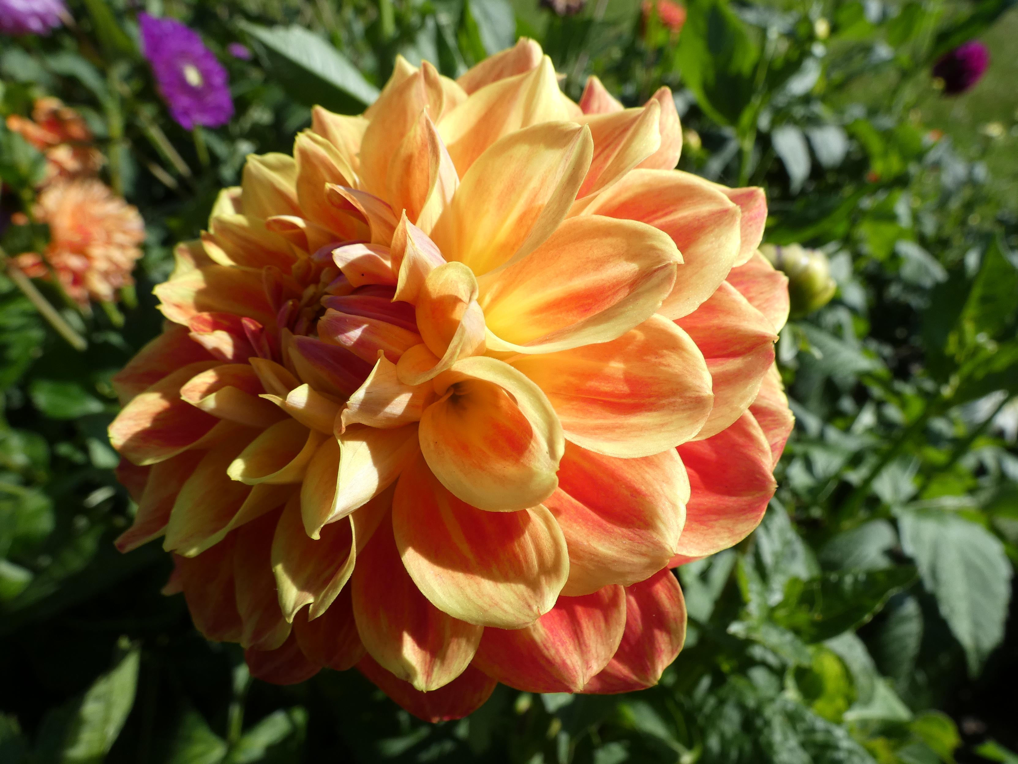 Eine rot-orange Dahlienblüte in Makronahaufnahme. Andere Dahlien und Grün im Hintergrund zu sehen.