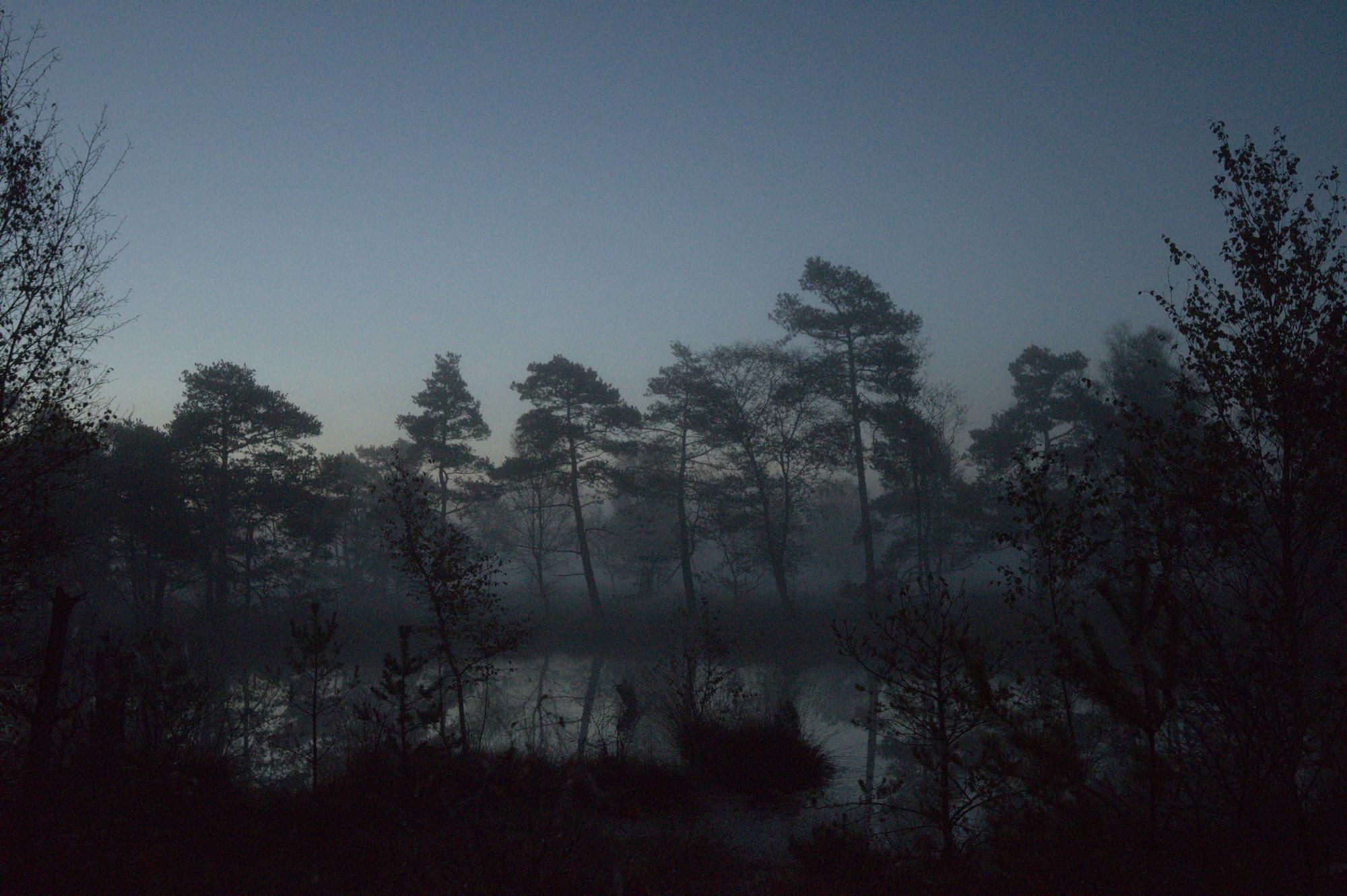 Eine Moorlandschaft bei Sonnenaufgang. Im Vordergrund einige Büsche und Sträucher nur als Silhouette erkennbar. Etwas weiter hinten eine Wasserfläche. Im Hintergrund einige Kiefern in Nebel gehült. Der Himmel ist Pastellfarben bläulich
