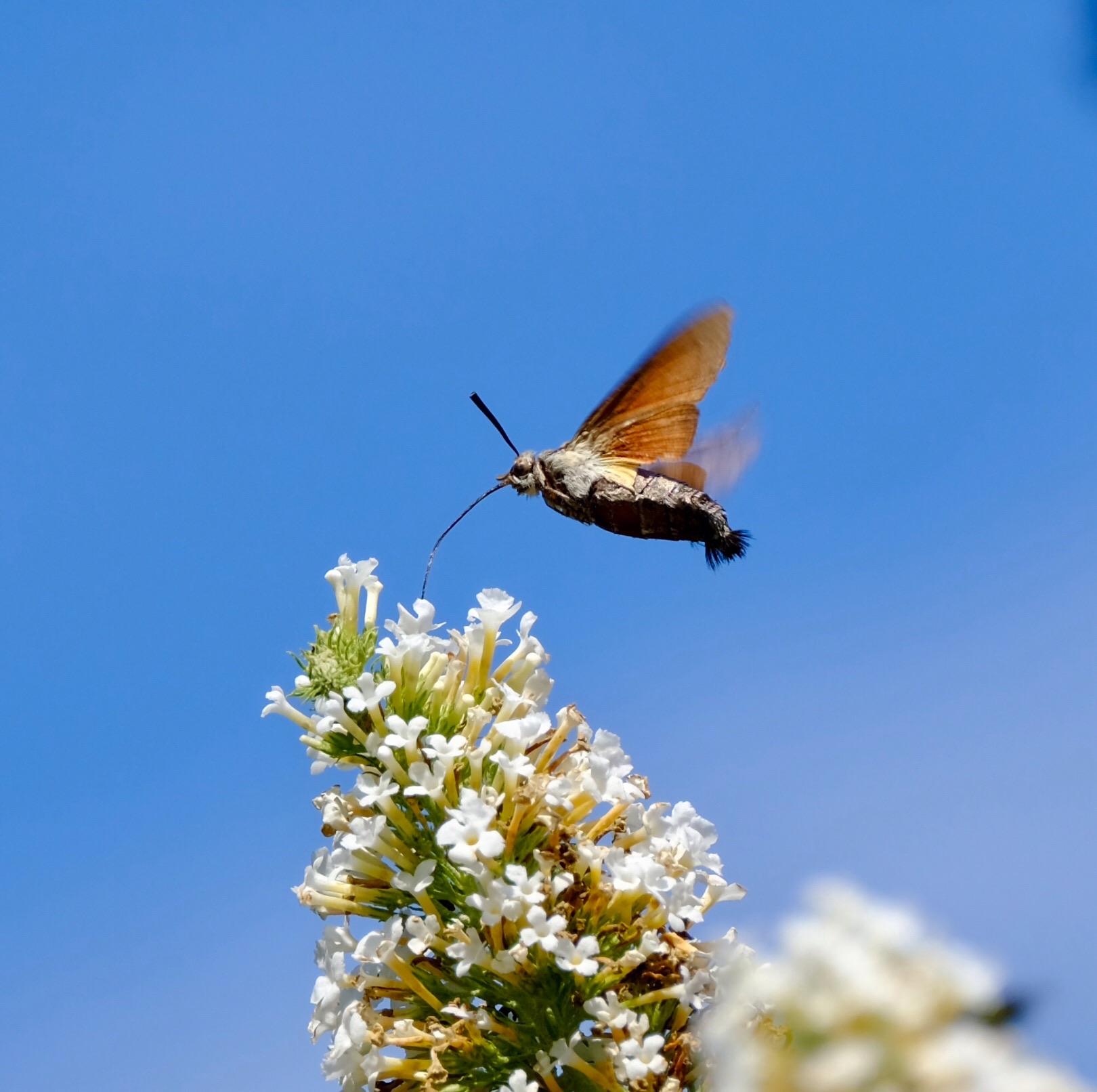 Ein quadratisches Foto. Vor blauem Himmel ist die Spitze einer weißen Flieder-Rispe zu sehen. Ein Taubenschwänzchen steht wie ein Kolibri quasi in der Luft und saugt mit mit seinem langen Saugrüssel Nektar aus den kleinen Einzelblüten. Der Schwärmer hat einen eher gedrungenen, gräulichen Körper an dessen Hinterleib die beiden typischen „Feder“-Büschelchen zu erkennen sind. Die von der Seite sichtbare Flügelunterseite ist orange-braun. Die Flügel werden zu den Spitzen hin unscharf, weil die Verschlusszeit der Kamera nicht für die circa 70-90 Flügelschläge pro Sekunde gereicht hat… // A square photo. The tip of a white lilac buse can be seen from the blue sky. A hummingbird hawk-moth stands like a hummingbird in the air and sucks nectar from the small single flowers with its long suction trunk. The hawk-moth has a rather stocky, greyish body on whose abdomen the two typical "feather" tufts can be recognised. The wing underside visible from the side is orange-brown. The wings become blurr