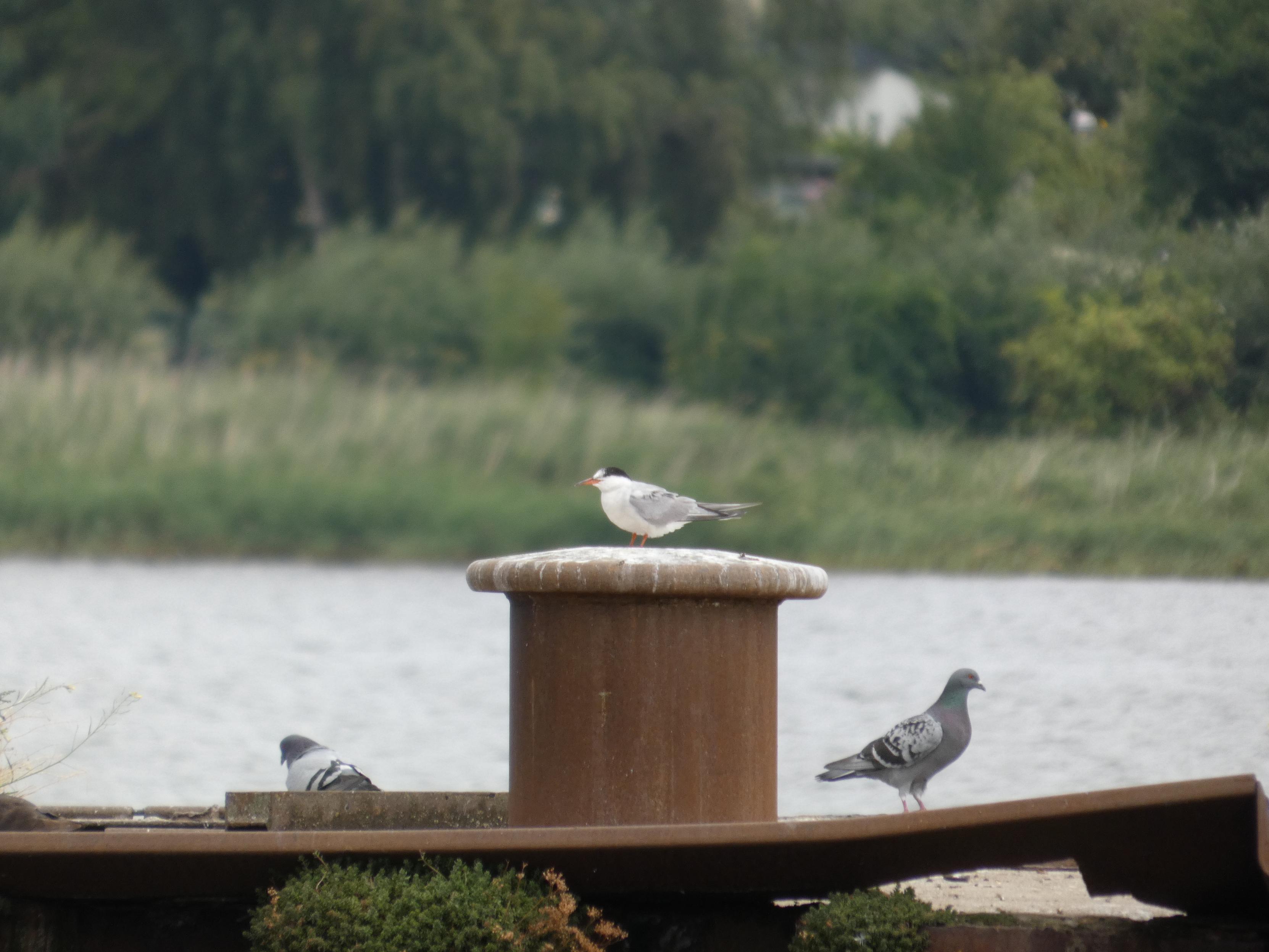 Auf einem verrosteten Poller steht eine Flussseeschwalbe (?). Orangiger Schnabel, graue Flügel, weißer Bauch. Links und rechts von ihr hübsche Tauben. Man sieht im Hintergrund Wasser der Warnow und das Gehlsdorfer Ufer (Bäume).