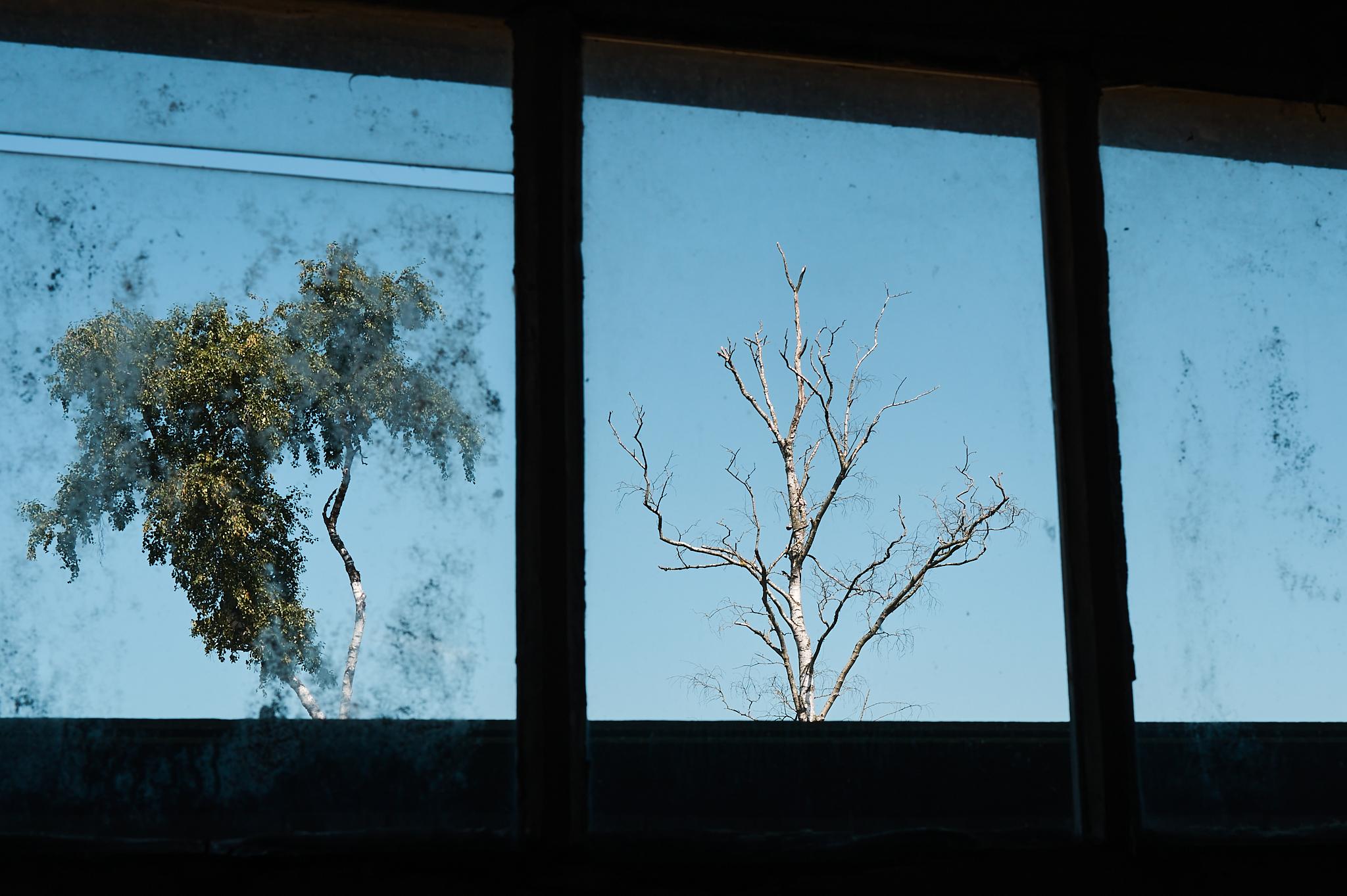 Blick von schräg unten auf das Oberlicht einer Eingangstür. 2,5 Fenster sind zu sehen. In dem einen Fenster sieht man einen intakten Baum und in dem anderen Fenster einen abgestorbenen, kahlen Baum.