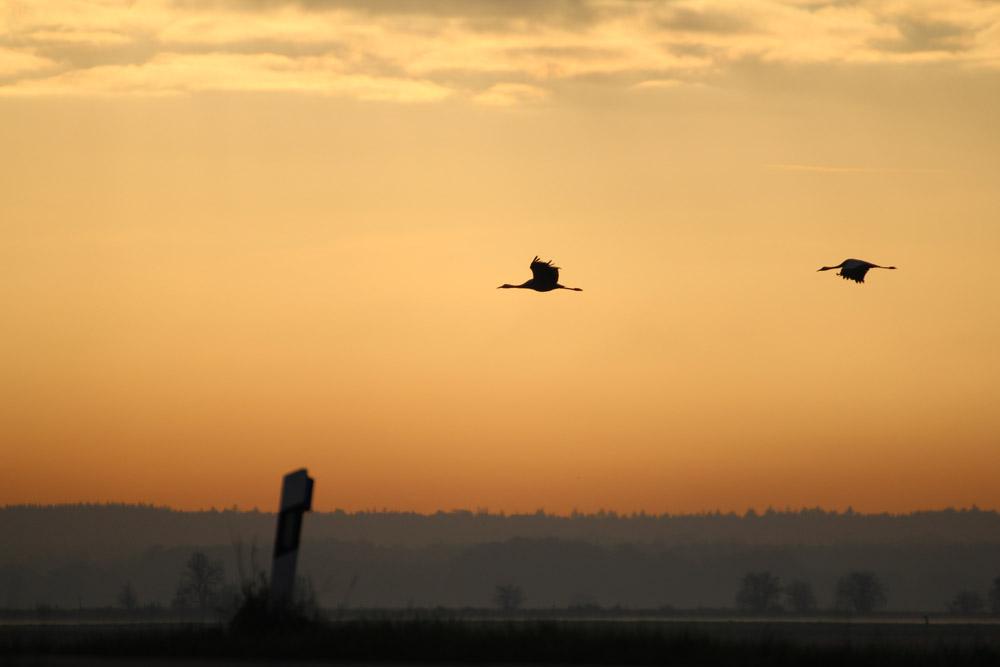 Common Crane in Lower Saxony (Germany)
Foto: Please read ALT of original post.