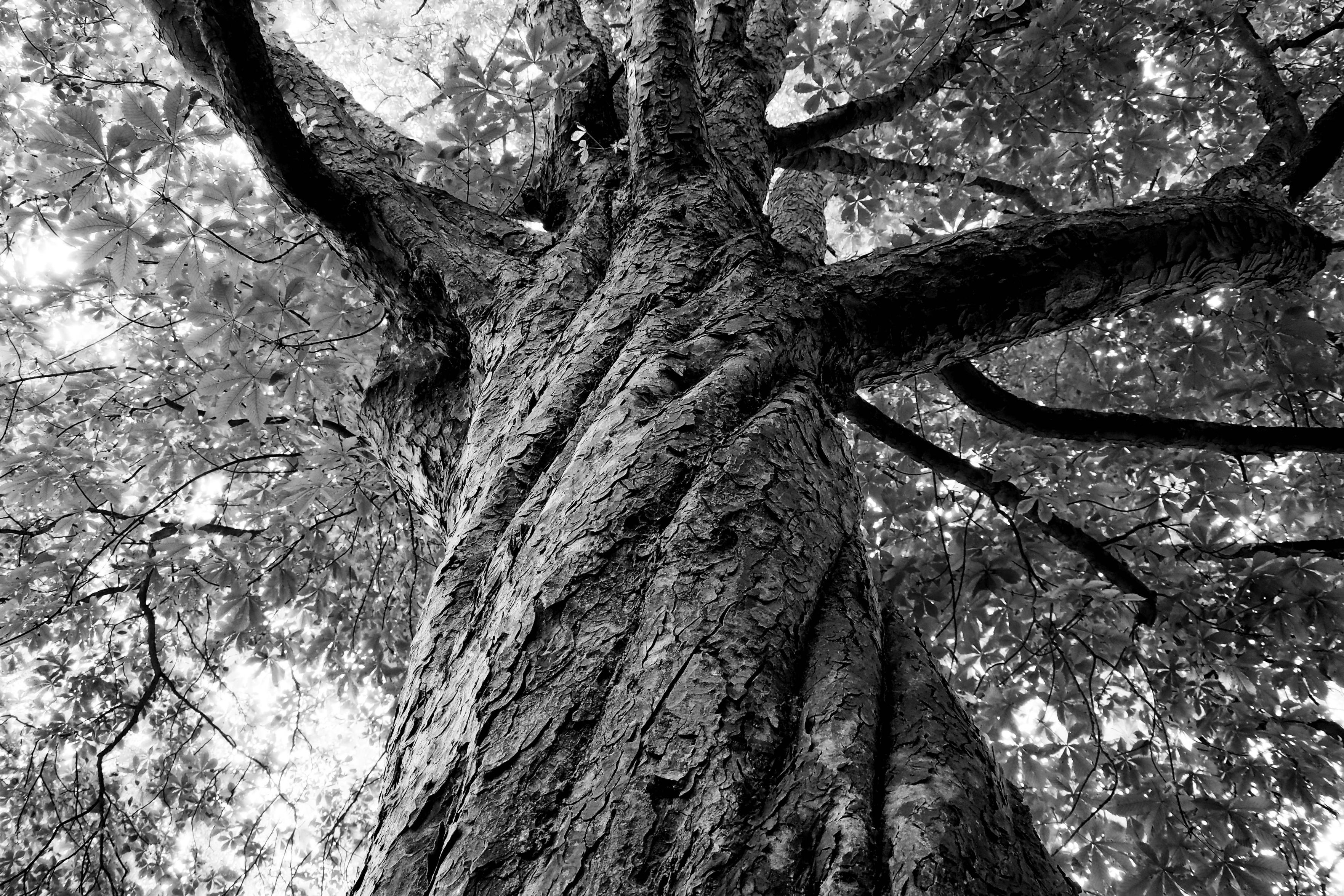 Schwarzweiße Aufnahme von einem Baumstamm aus der Untersicht, aus einem dicken Stamm wachsen kräftige Äste und Zweige mit viel Laub. Die dicke Rinde am Stamm wirkt in sich verdreht, als hätte sich der Baum beim Wachsen bewegt. 

A black-and-white photograph of a tree trunk taken from below; sturdy branches and twigs with plenty of foliage grow from a thick trunk. The thick bark on the trunk appears twisted, as if the tree had moved whilst growing.