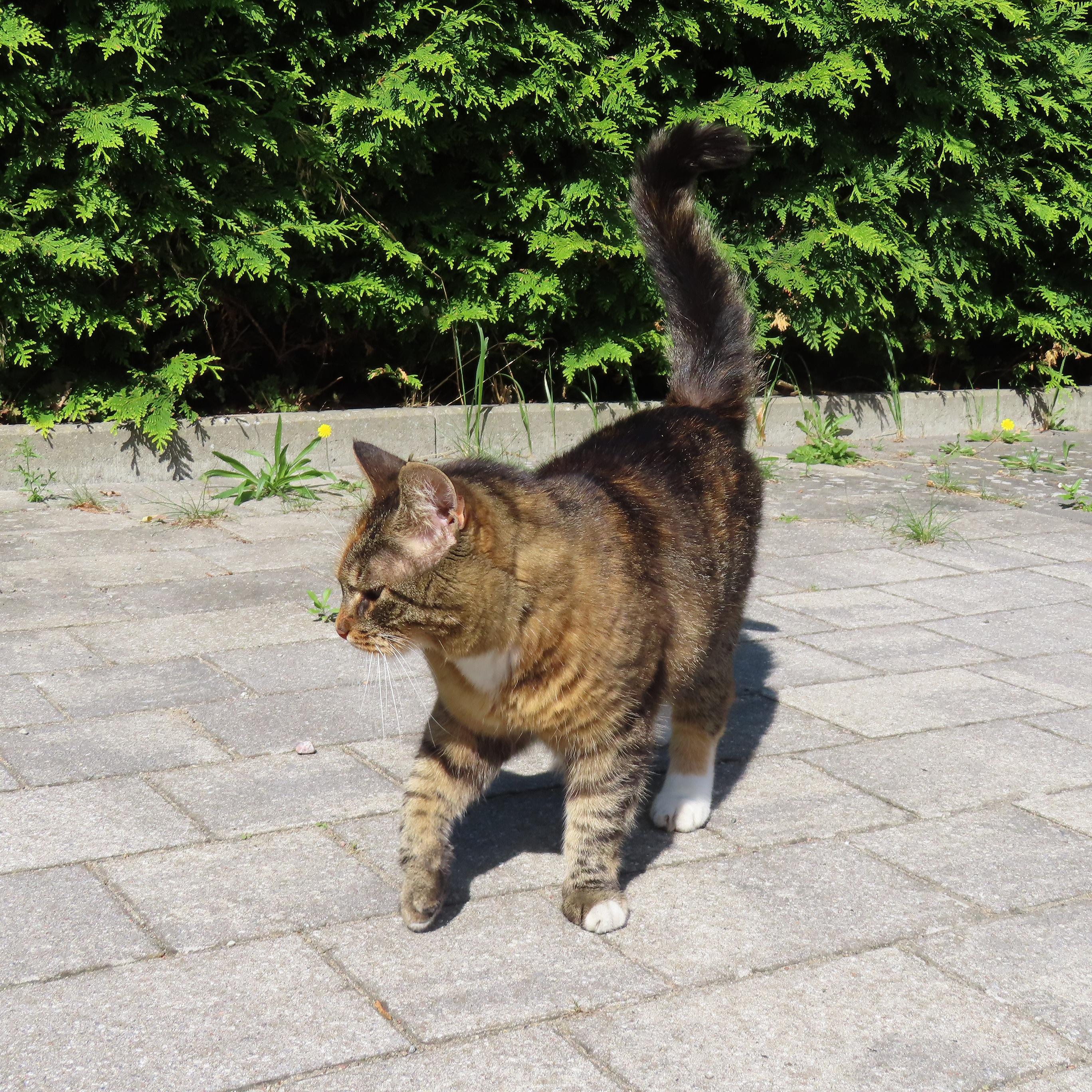 Kleine braune Katze unterwegs 