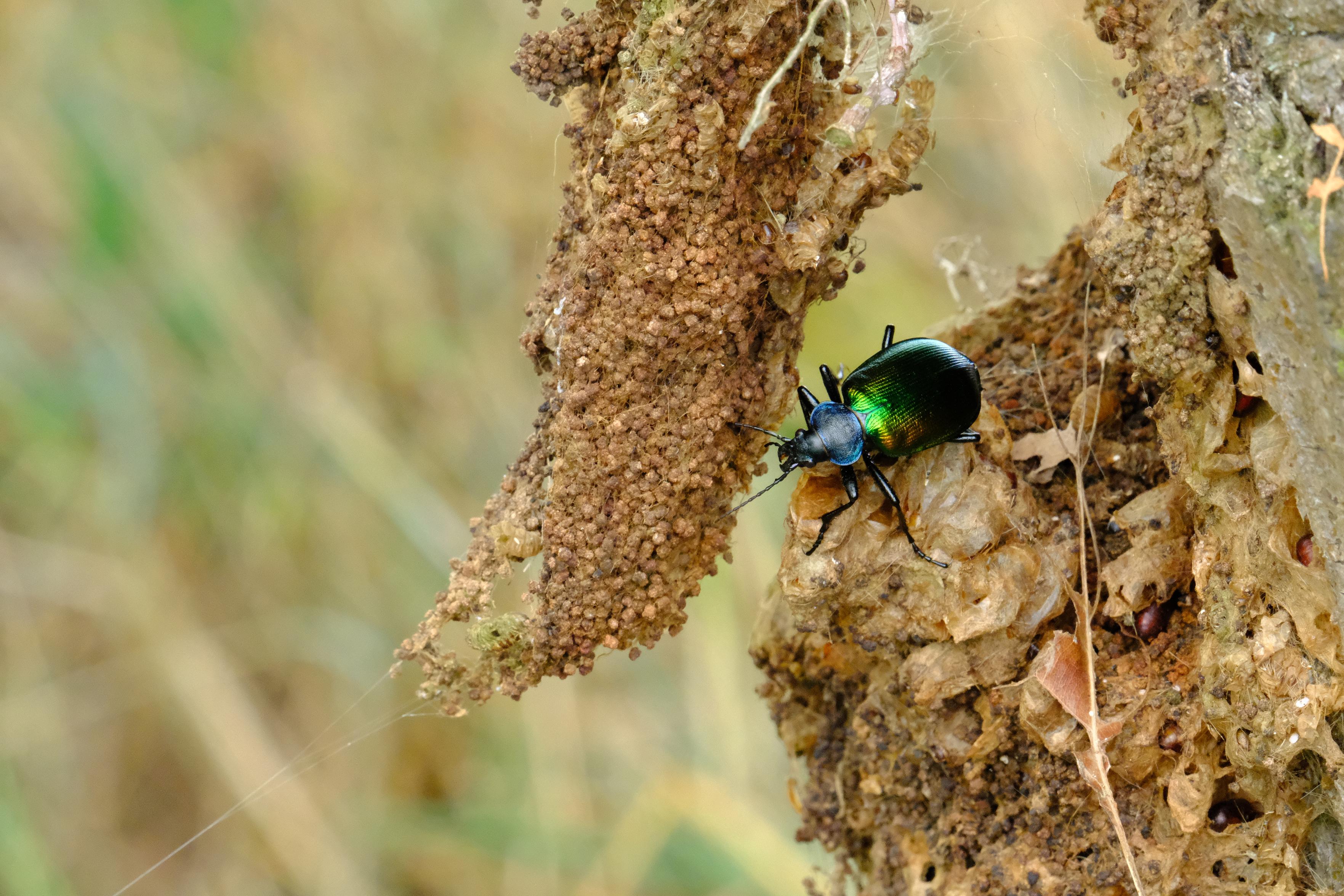 Ein grün-metallisch glänzender Käfer testet ein herabhängendes Nest