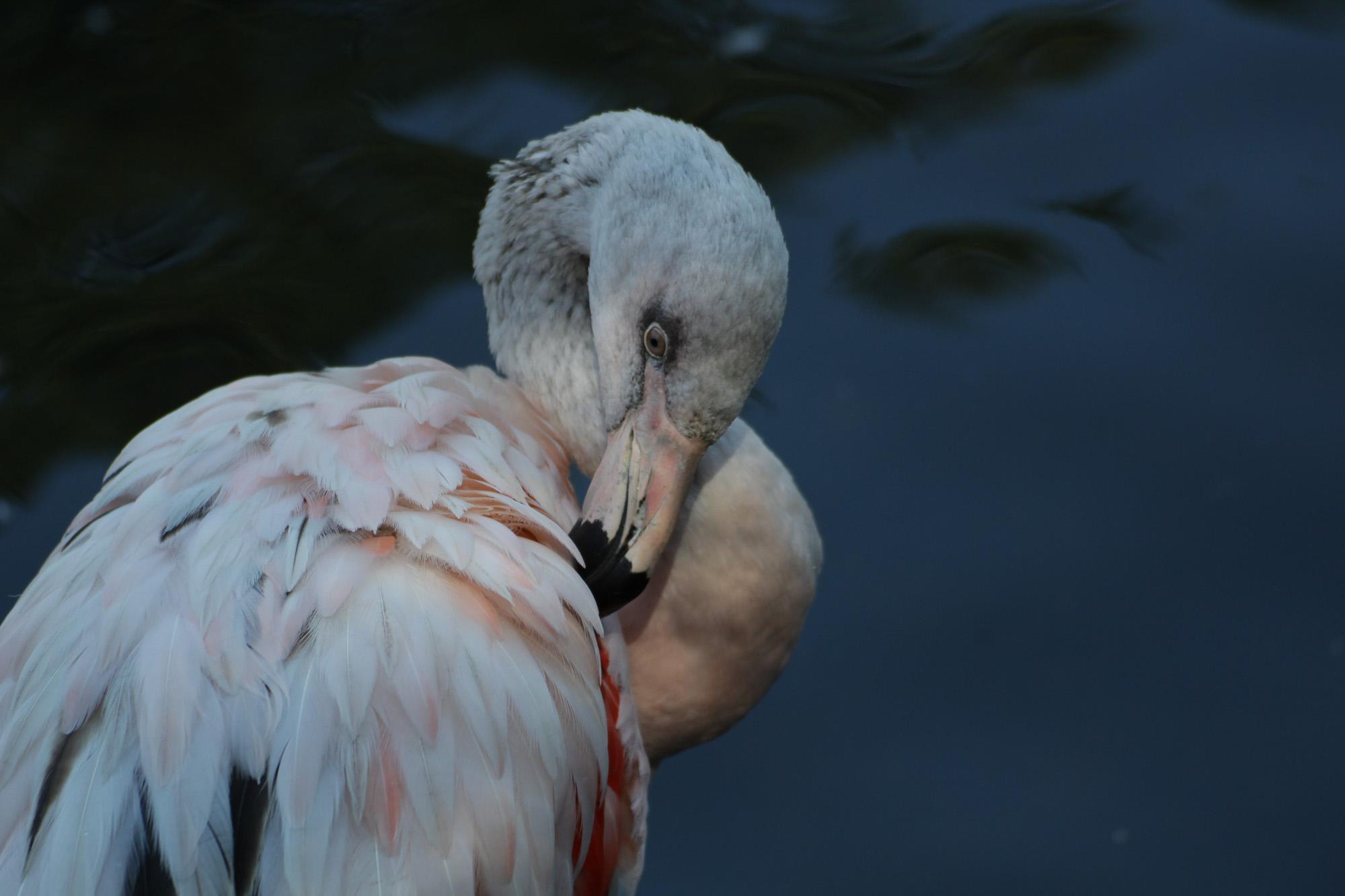 Gegen den dunklen Hintergrund, der Wasseroberfläche, hebt sich das Gefieder des jungen Chileflamingo ab. Dieser putz sein Gefieder, welches teilweise noch einen grauen Schimmer aufweist.